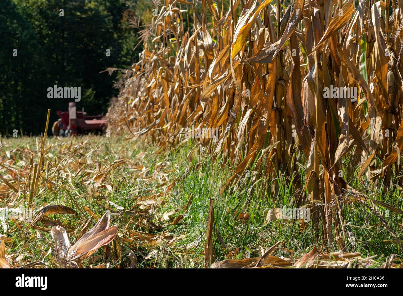 Spighe di mais mature su stocchi di mais asciutti in campo, mietendo raccolti in autunno Foto Stock