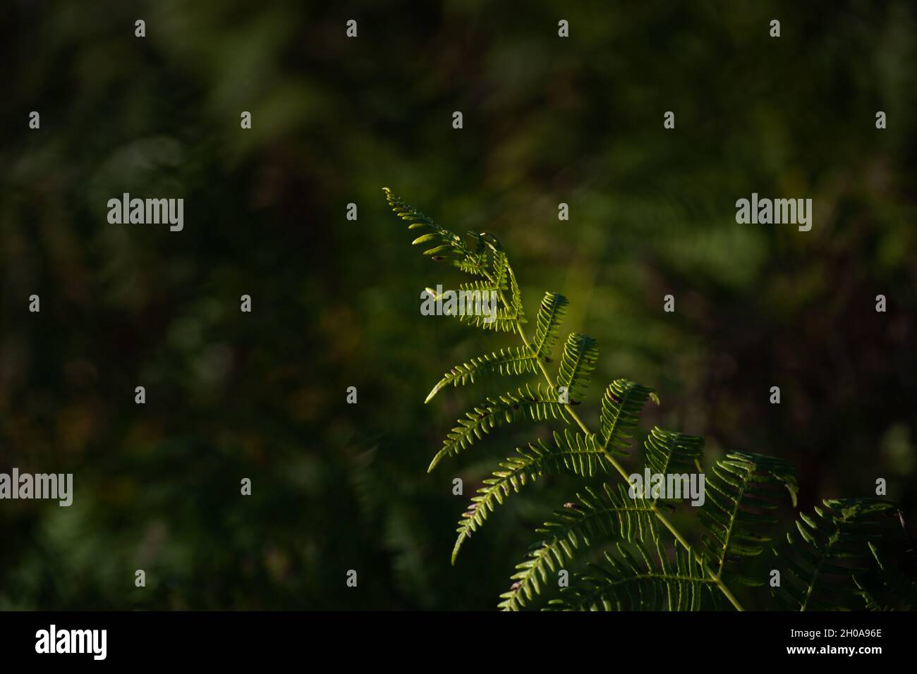 Bracken comune retroilluminato o ramo di felce aquila con foglie isolate su sfondo scuro Foto Stock