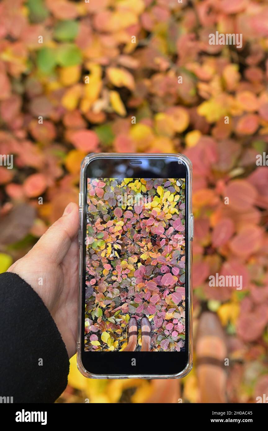 Tappeto di foglie d'autunno. Donna scattando foto tramite smartphone Foto Stock