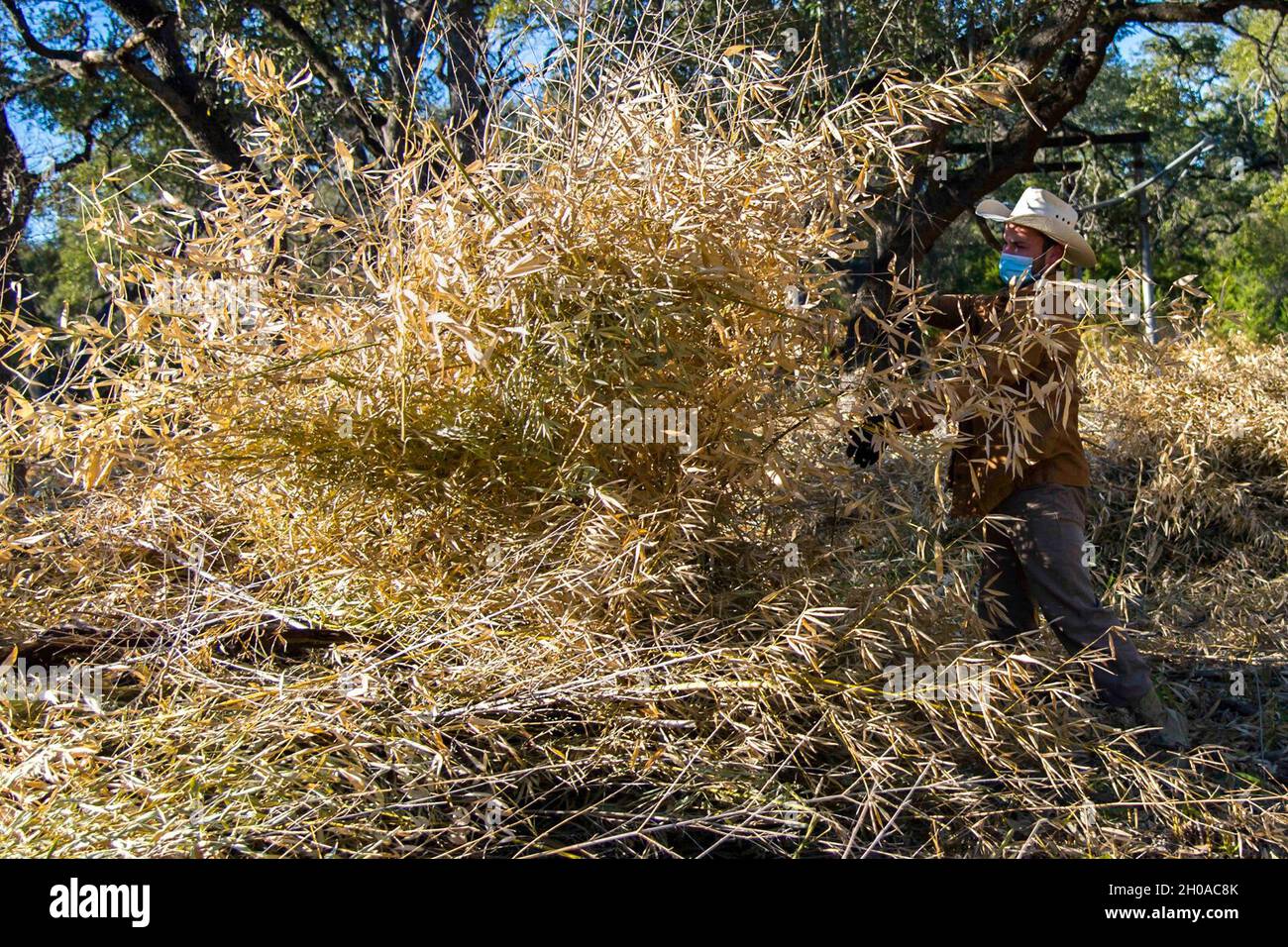 Gli equipaggi di lavoro sono composti da membri dell'802° Ingegnere civile Squadron, Joint base San Antonio Natural Resources Office, Texas A&M Natural Resources Institute e il modulo di supporto JBSA Wildland hanno bruciato pezzi di bambù dorato e pacciame di cedro in un inceneritore a cortina d'aria 7 gennaio 2021, presso JBSA-Camp Bullis, Texas. L'inceneritore è progettato per bruciare i detriti di sbarramento in cui le particelle di fumo vengono intrappolate e bruciate, riducendo le particelle di fumo a un limite accettabile consentito dalle linee guida dell'Agenzia per la protezione ambientale. Foto Stock