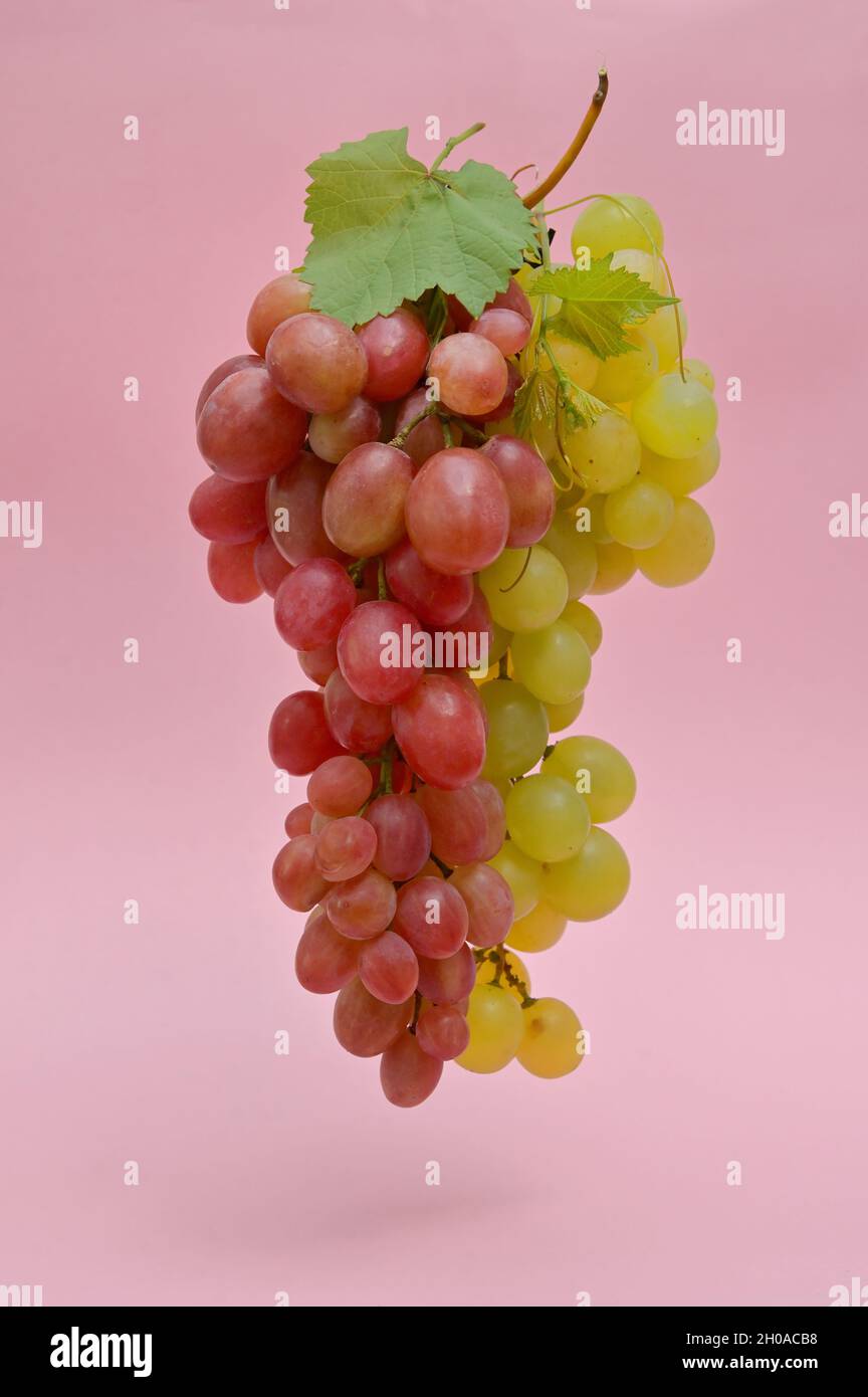 Grappoli rossi e bianchi isolati su sfondo rosa Foto Stock