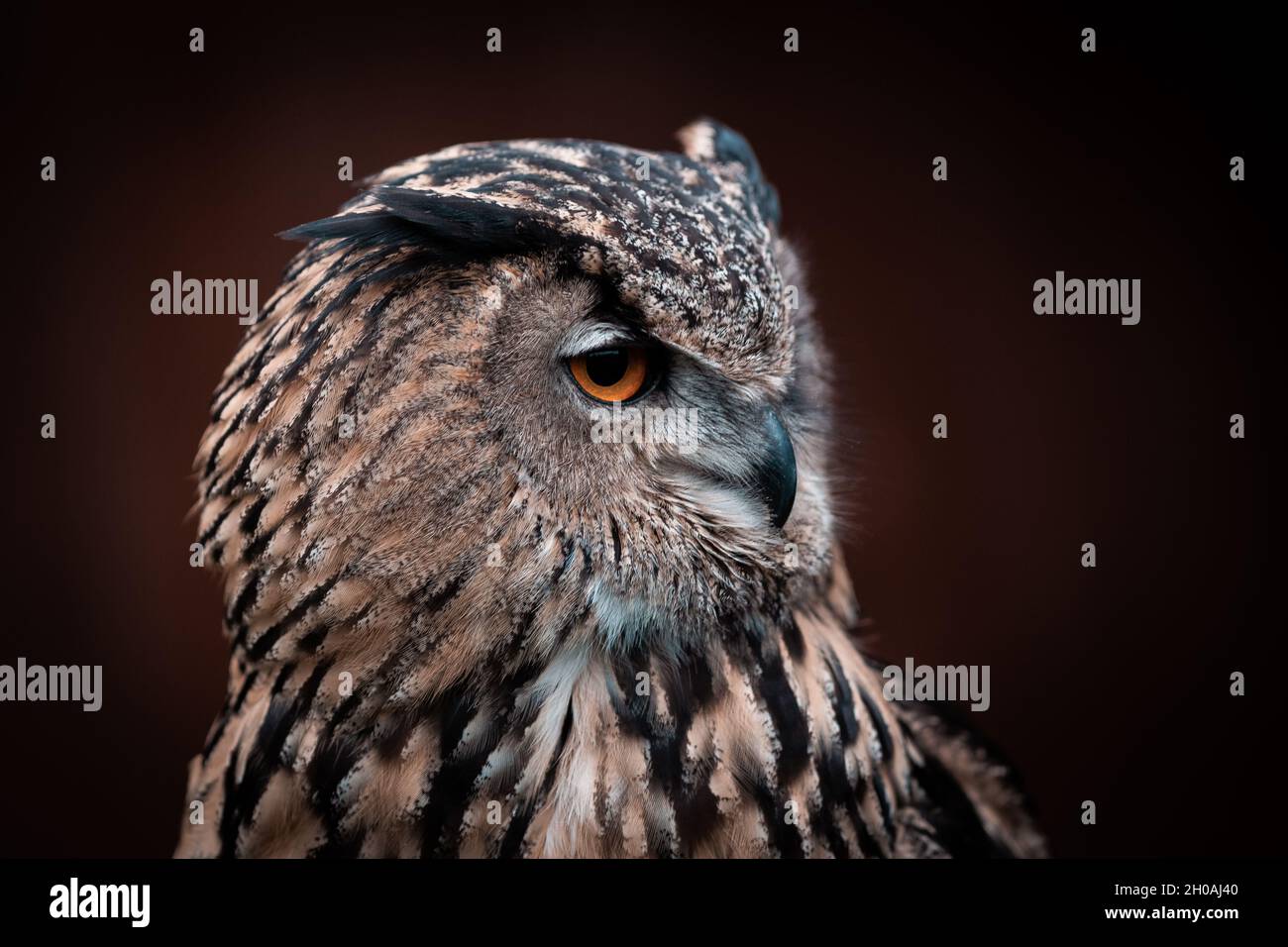 ritratto di un gufo con occhi arancioni, sfondo nero Foto Stock