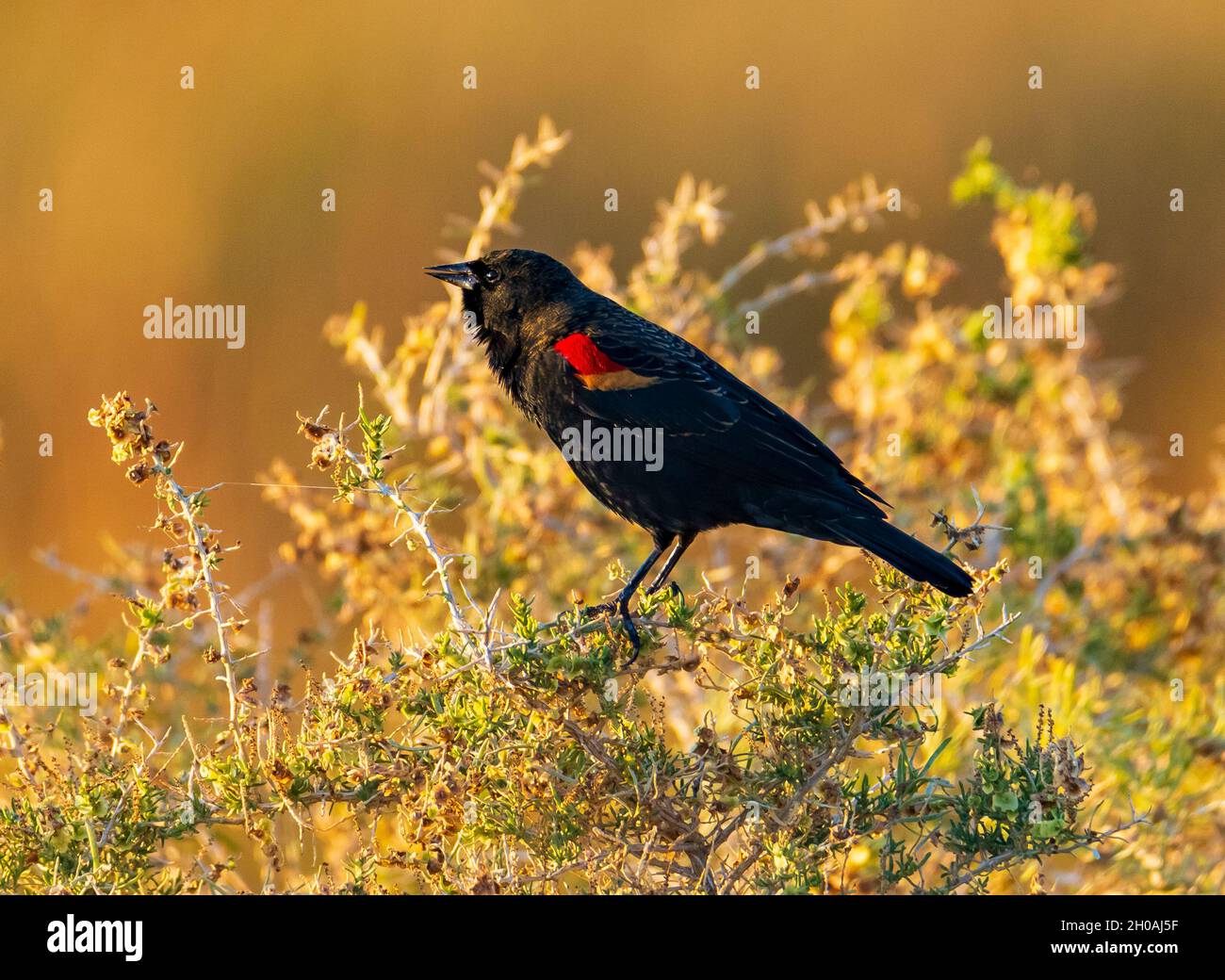 Un Blackbird maschio ad ali rosse (Agelaius phoeniceus) in un cespuglio di verde (Sarcobatus vermiculatus) nell'Eccles Center, Farmington, Utah, USA. Foto Stock