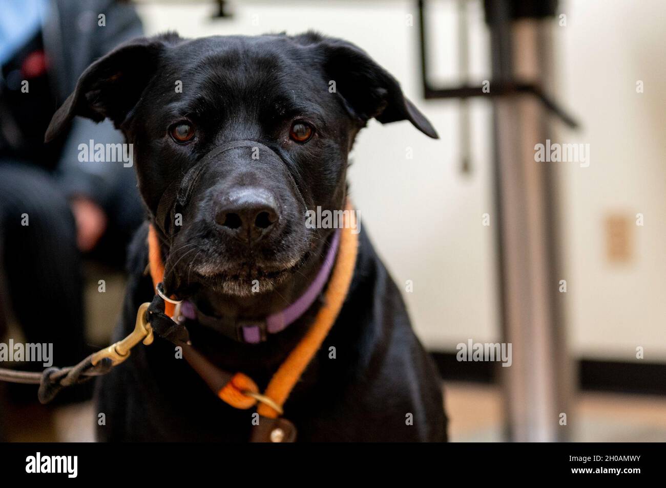 Daisy, il cane di un pensionato, attende un esame alla base aerea di Osan, Corea del Sud, 12 gennaio 2020. La clinica di veterinario offre vari servizi ai servicembers, pensionati e dipendenti del governo in tutta la penisola. Foto Stock