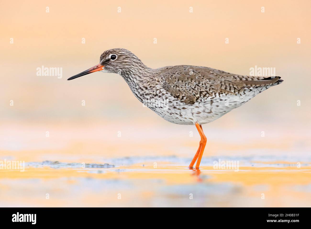 Comune Redshank (Tringa totanus), vista laterale di un adulto in piedi in acqua, Campania, Italia Foto Stock