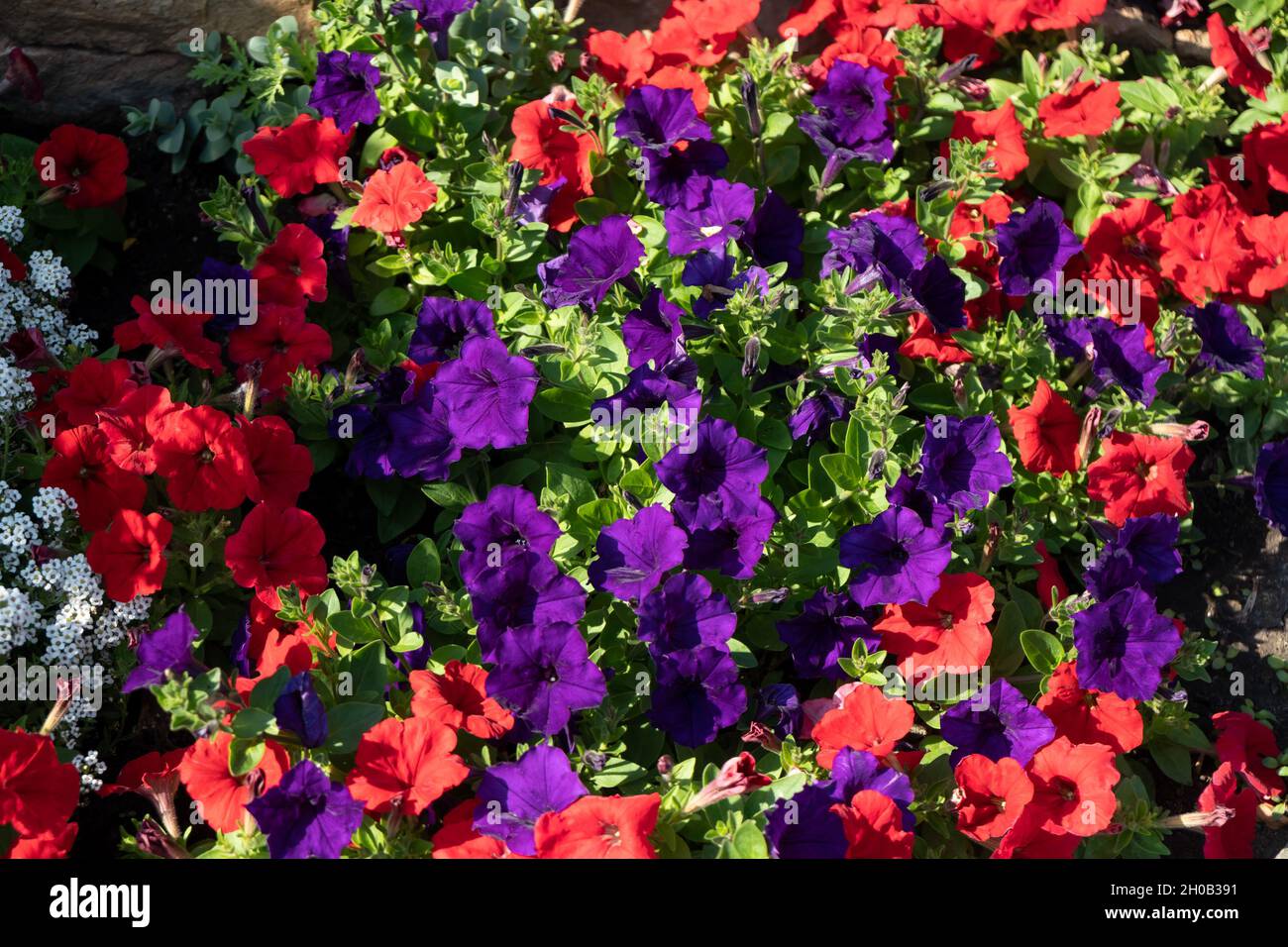Sfondo da rosso e blu numerosi fiori di petunia ibrida in una giornata estiva soleggiata. Foto Stock