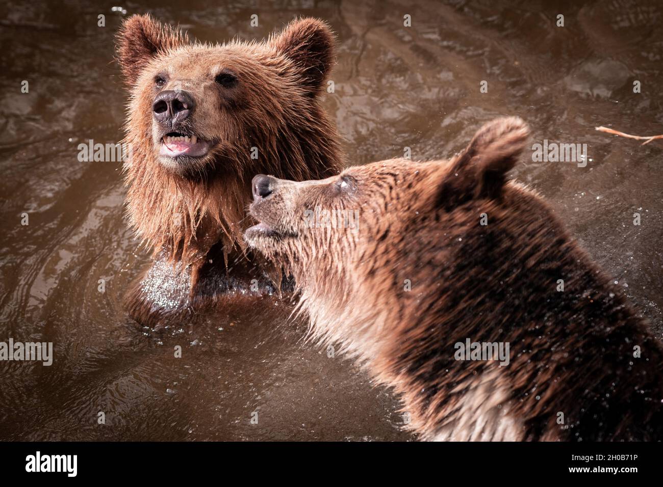 Maestosi orsi bruni (Ursus arctos), stanno giocando in acqua durante i giorni estivi in natura, utile per giornali, articoli, Slovacchia Foto Stock