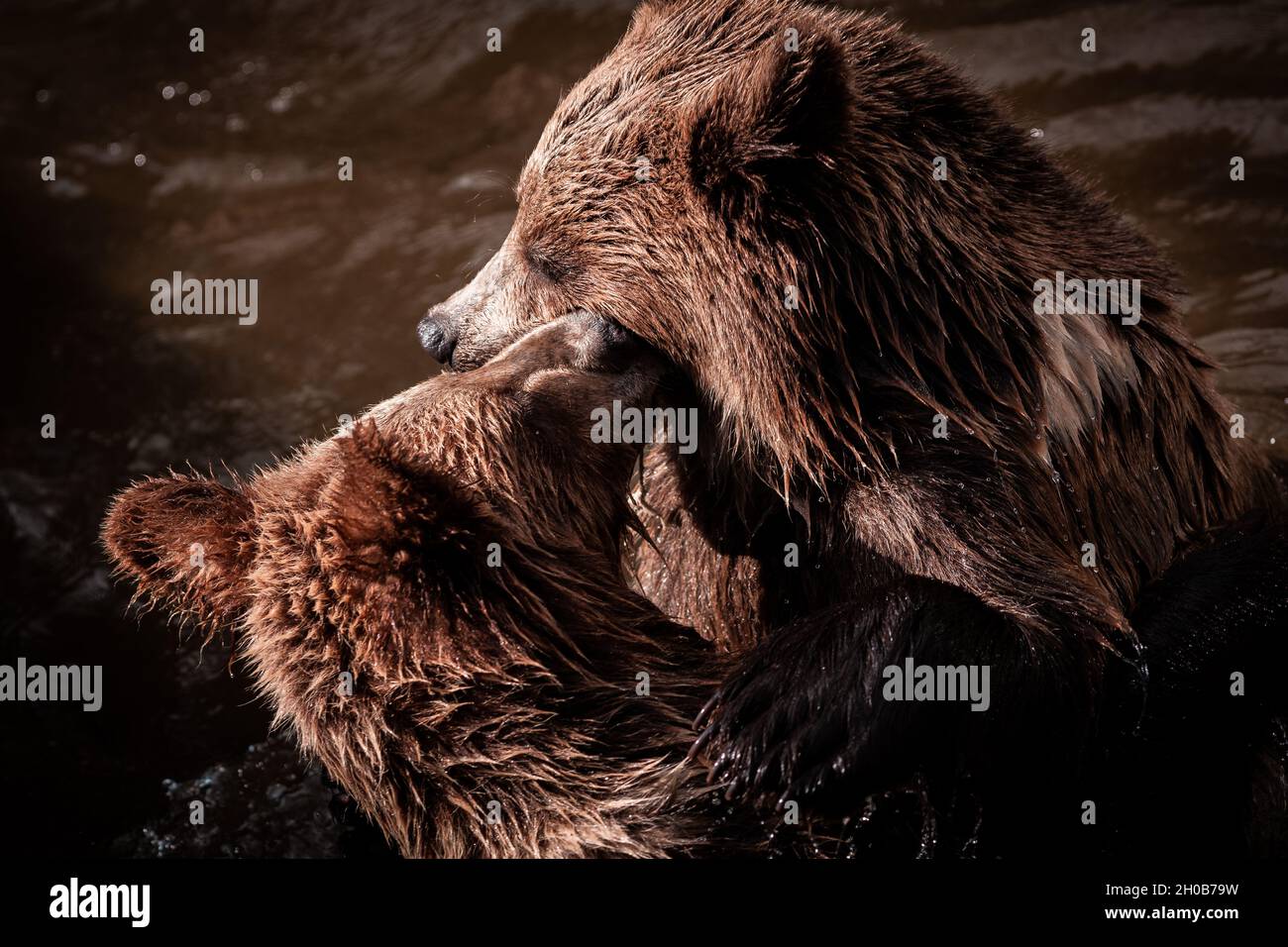 Maestosi orsi bruni (Ursus arctos), stanno giocando in acqua durante i giorni estivi in natura, utile per giornali, articoli, Slovacchia Foto Stock