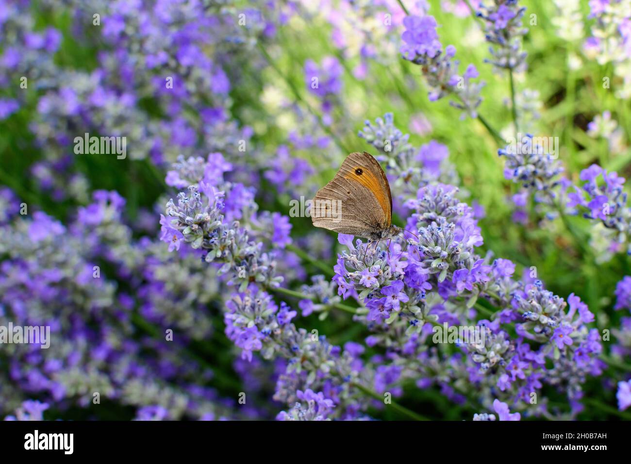 Molti piccoli fiori di lavanda blu in un giardino in una giornata estiva soleggiata fotografata con fuoco selettivo, bello sfondo floreale esterno Foto Stock