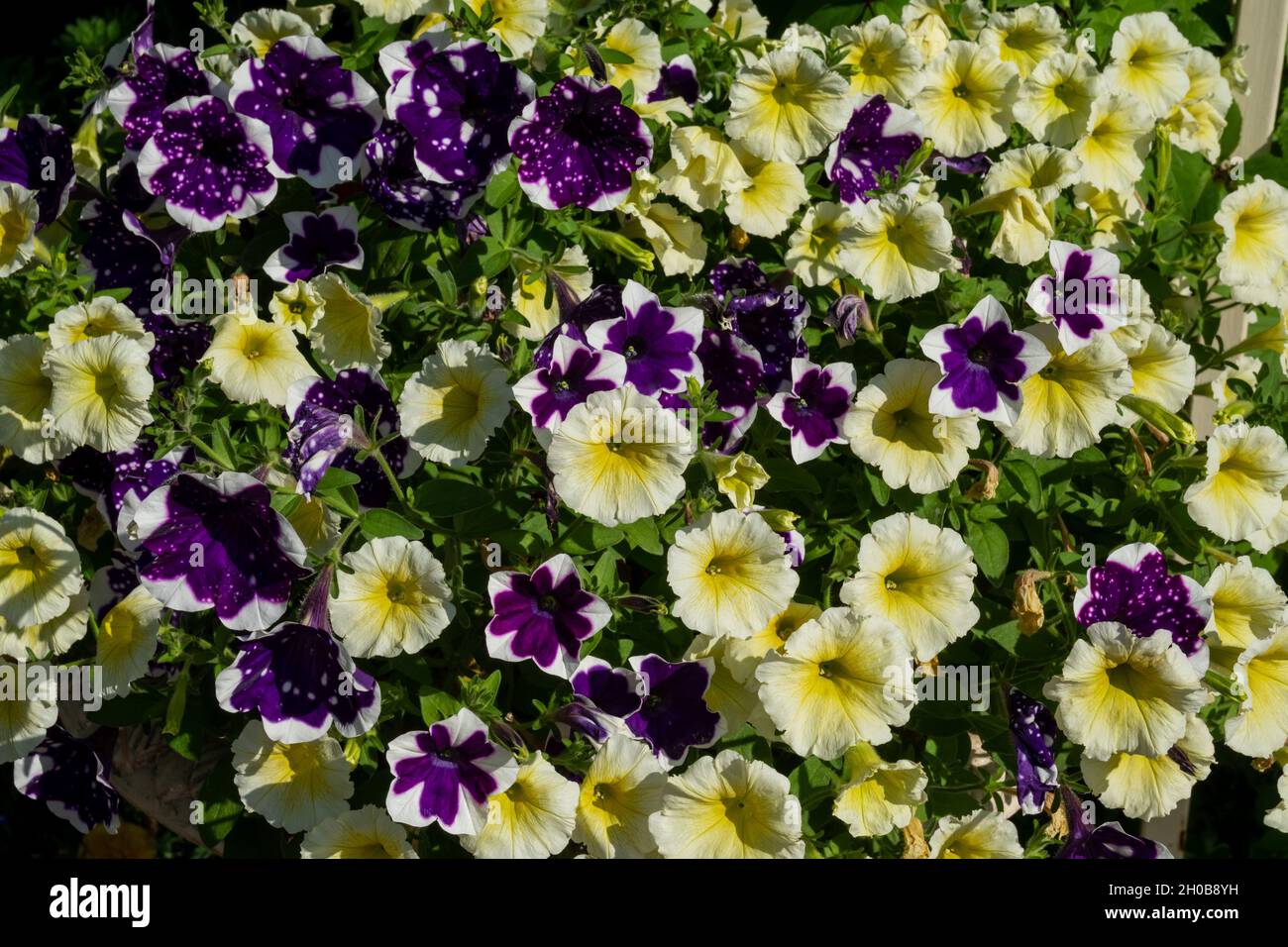 Sfondo da bianco-giallo e blu punteggiato numerosi fiori di petunia ibrida in una giornata estiva soleggiata. Foto Stock