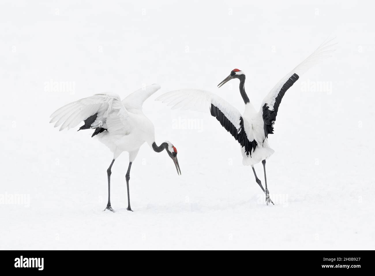 Gru a corona rossa (Grus japonensis) mostra di corteggiamento con balli e salti, Hokkaido, Giappone Foto Stock