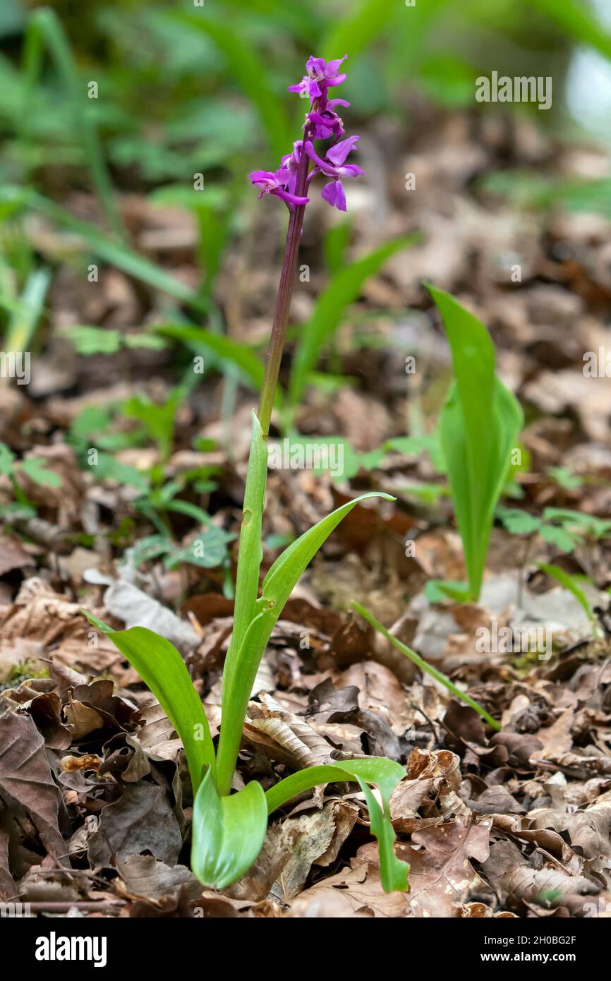 Orchid viola precoce (Orchis mascula) pianta fiorente in primavera, Foresta di Marbache, Lorena, Francia Foto Stock