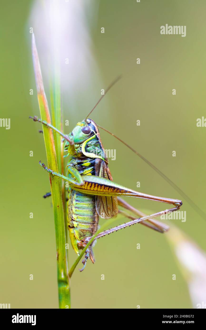 Insetto Roesel's Bush-cricket (Metrioptera roeselii) arroccato su una foglia verde erba. Repubblica Ceca, fauna selvatica europea Foto Stock