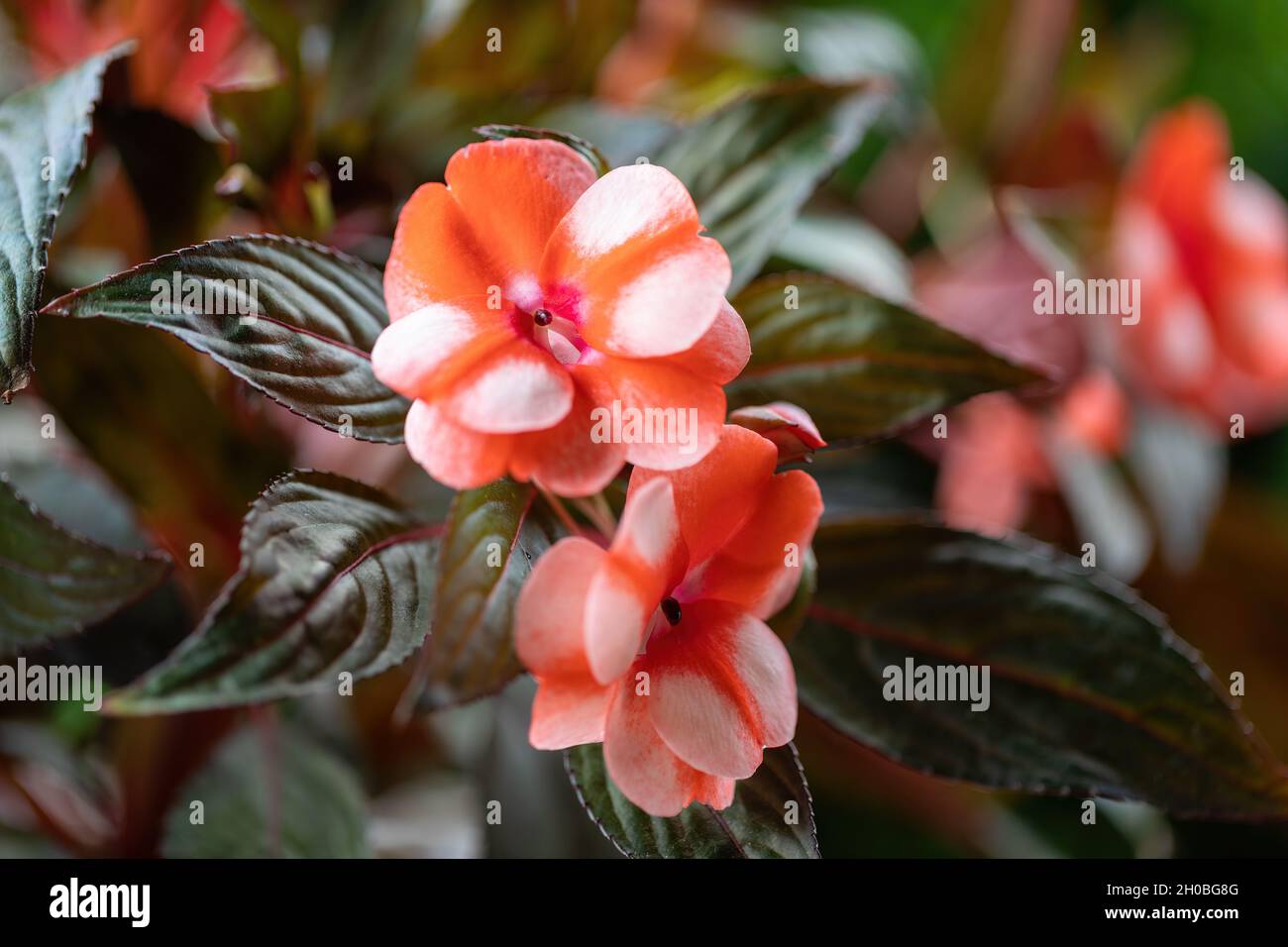 Bella rossa Nuova Guinea Impatiens fiori (Impatiens hawkeri) nel giardino estivo. Foto Stock
