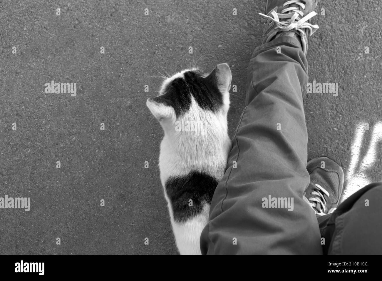 Gatto e gambe vaganti. L'animale senza tetto non ha un concetto di casa Foto Stock