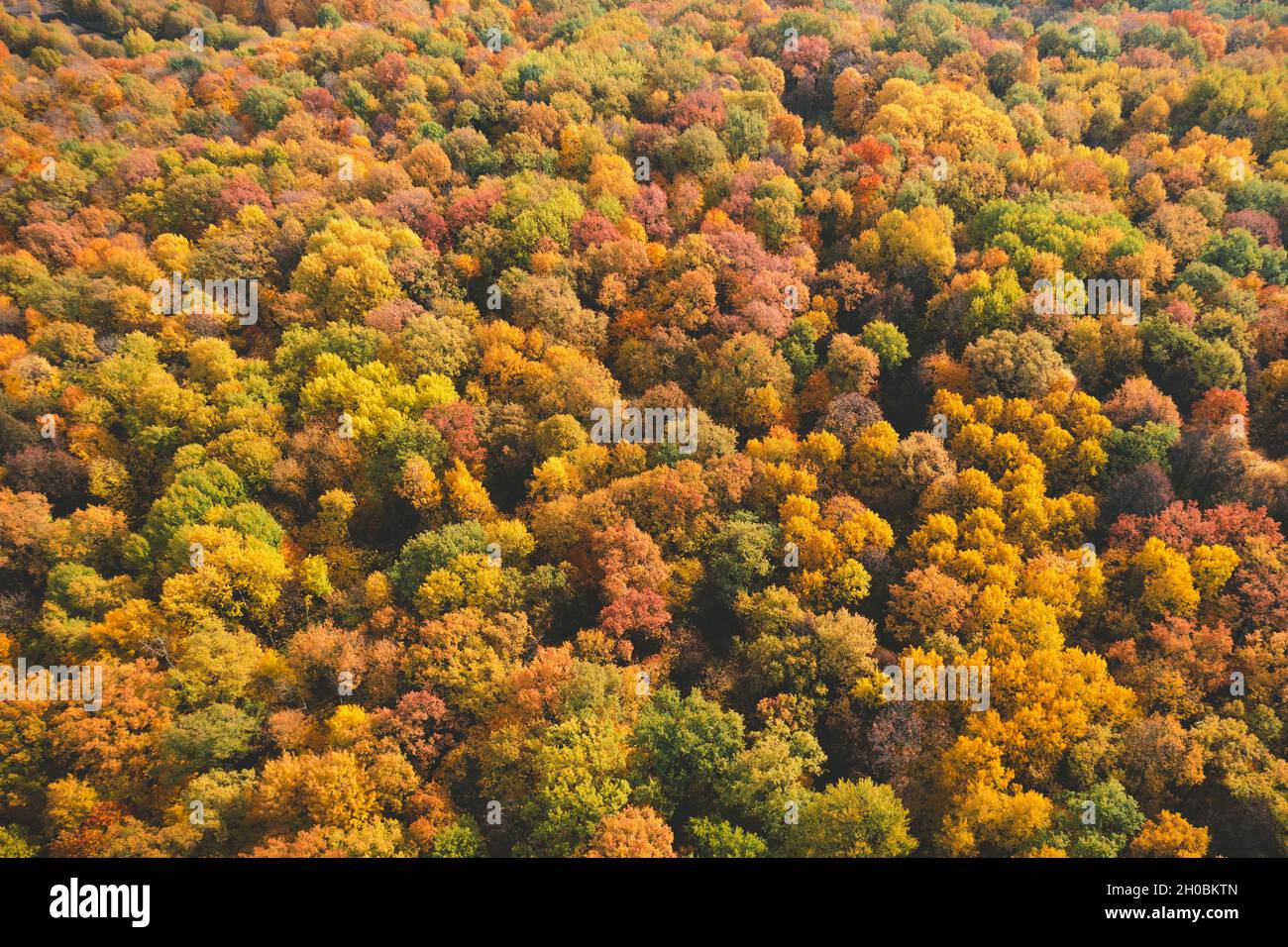 Splendidi alberi aerei cadono. Vista dall'alto sulla foresta decidua autunnale in giallo e arancione. Vista aerea della foresta durante la tranquilla giornata autunnale. Colori autunnali colorati in spit forestali Foto Stock
