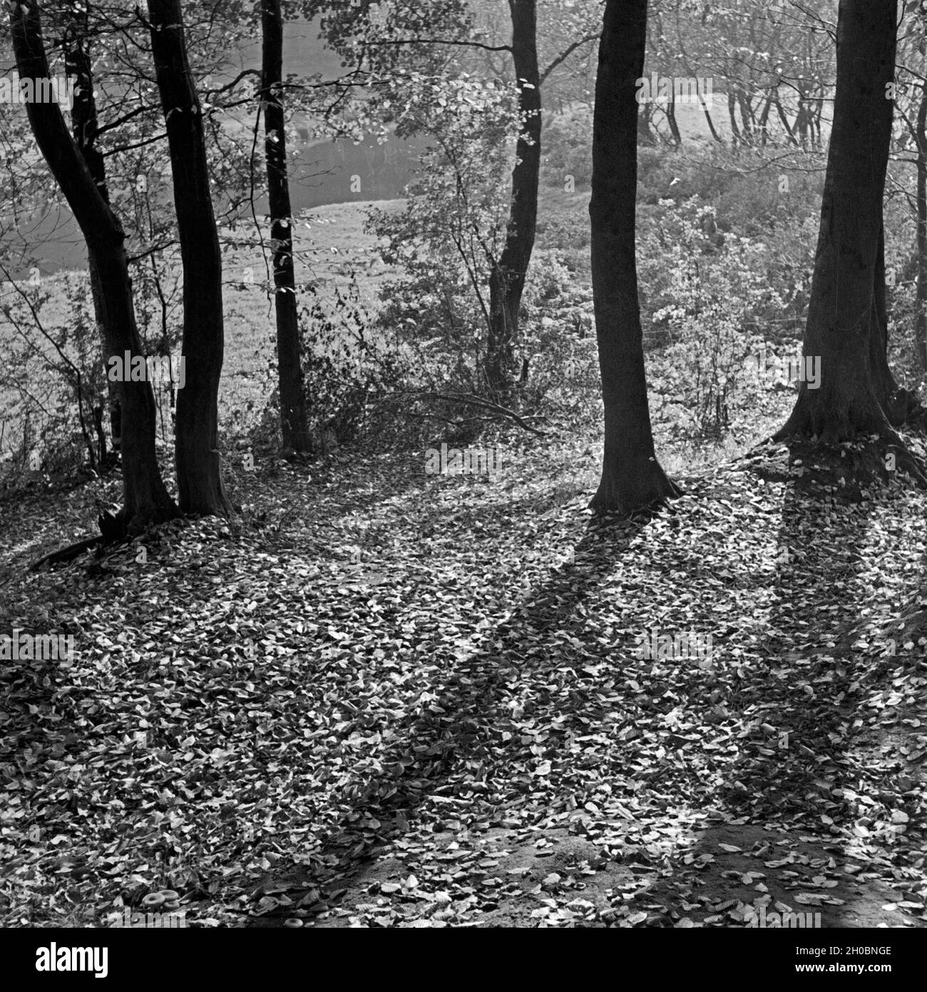 Herbstlaub und Morgensonne bedecken den Boden in einem Park, Deutschland 1930er Jahre. Il fogliame di autunno e il sole del mattino che copre il terreno di un giardino pubblico, Germania 1930s. Foto Stock