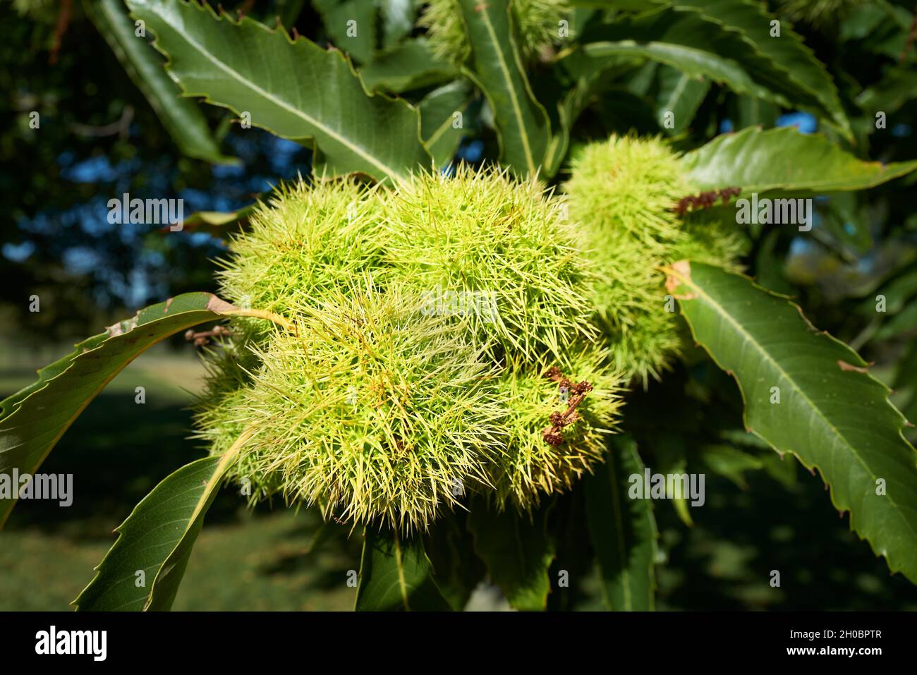 Guscio esterno verde prickly di semi (conker) su un albero di castagno di cavallo (aesculus hippocastanum). Foto Stock