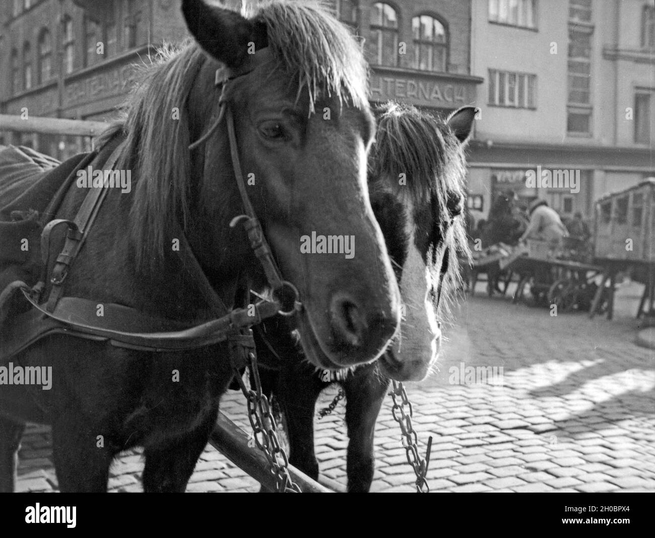 Pferde am Hundegatt in Königsberg, Ostpreußen, 1930er Jahre. Cavalli al Hundegatt a Koenigsberg, Prussia orientale 1930s. Foto Stock