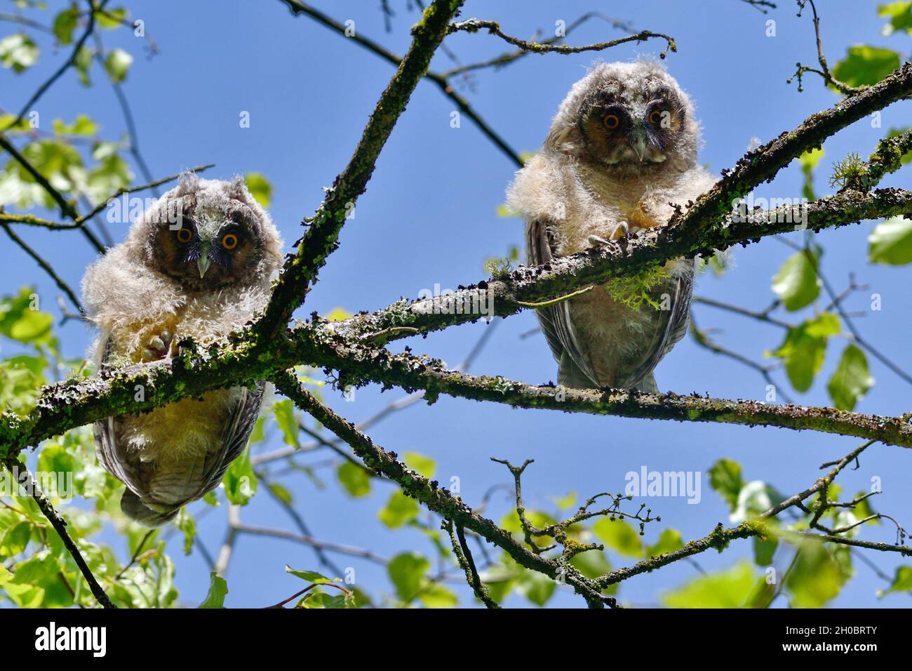 Gufo dalle orecchie lunghe (Asio otus), pulcini usciti dal nido, Francia Foto Stock