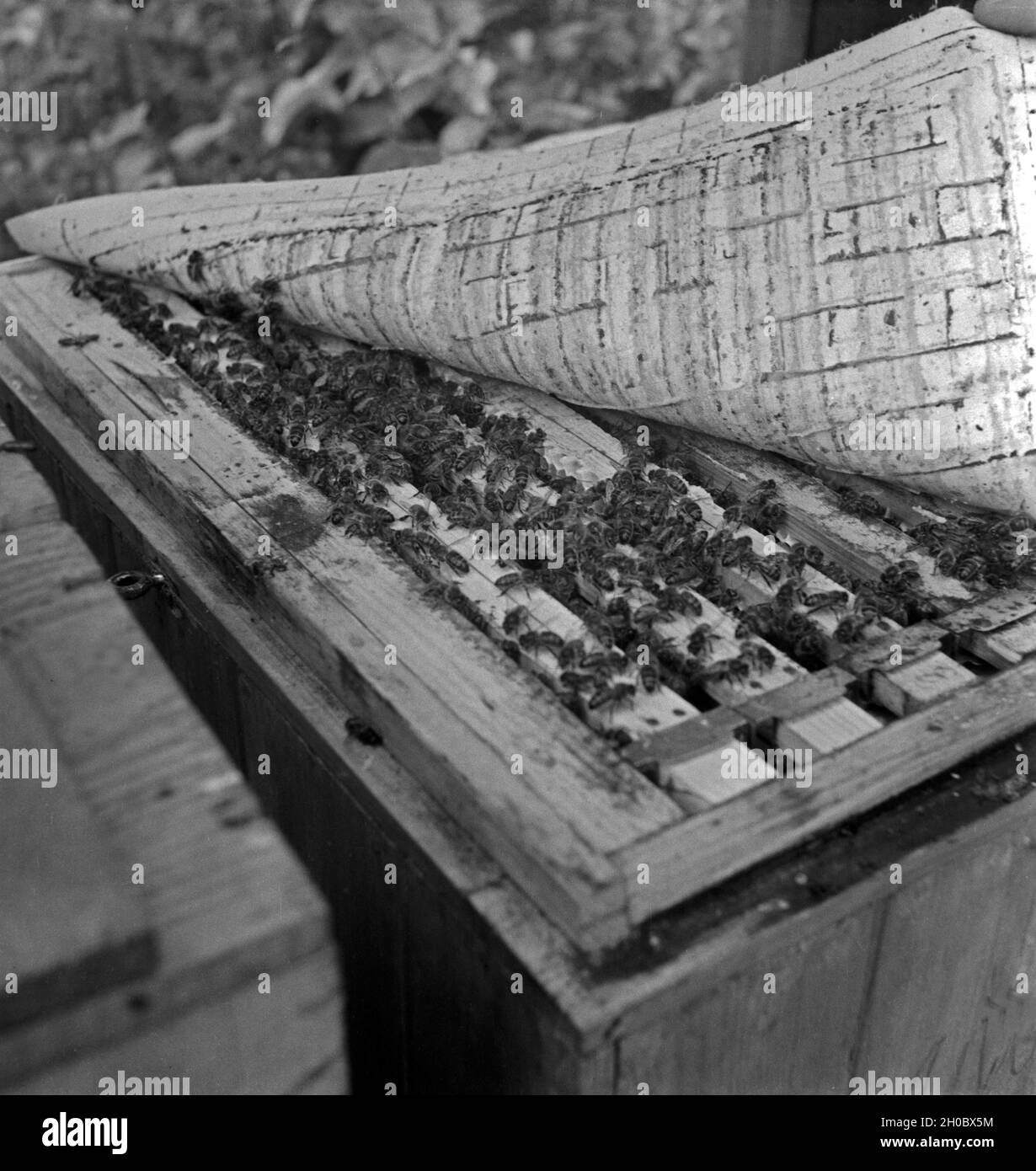 Abheben des Decktuches vom Bienenstock mit Blick auf die Bienen und im Bienenwaben Landesinstitut für Bienenforschung in celle, Deutschland 1930er Jahre. Togliere il soffitto dell'alveare con una vista sull'api lavorare presso i favi al miele centro di ricerche apicole di Celle, Germania 1930s. Foto Stock