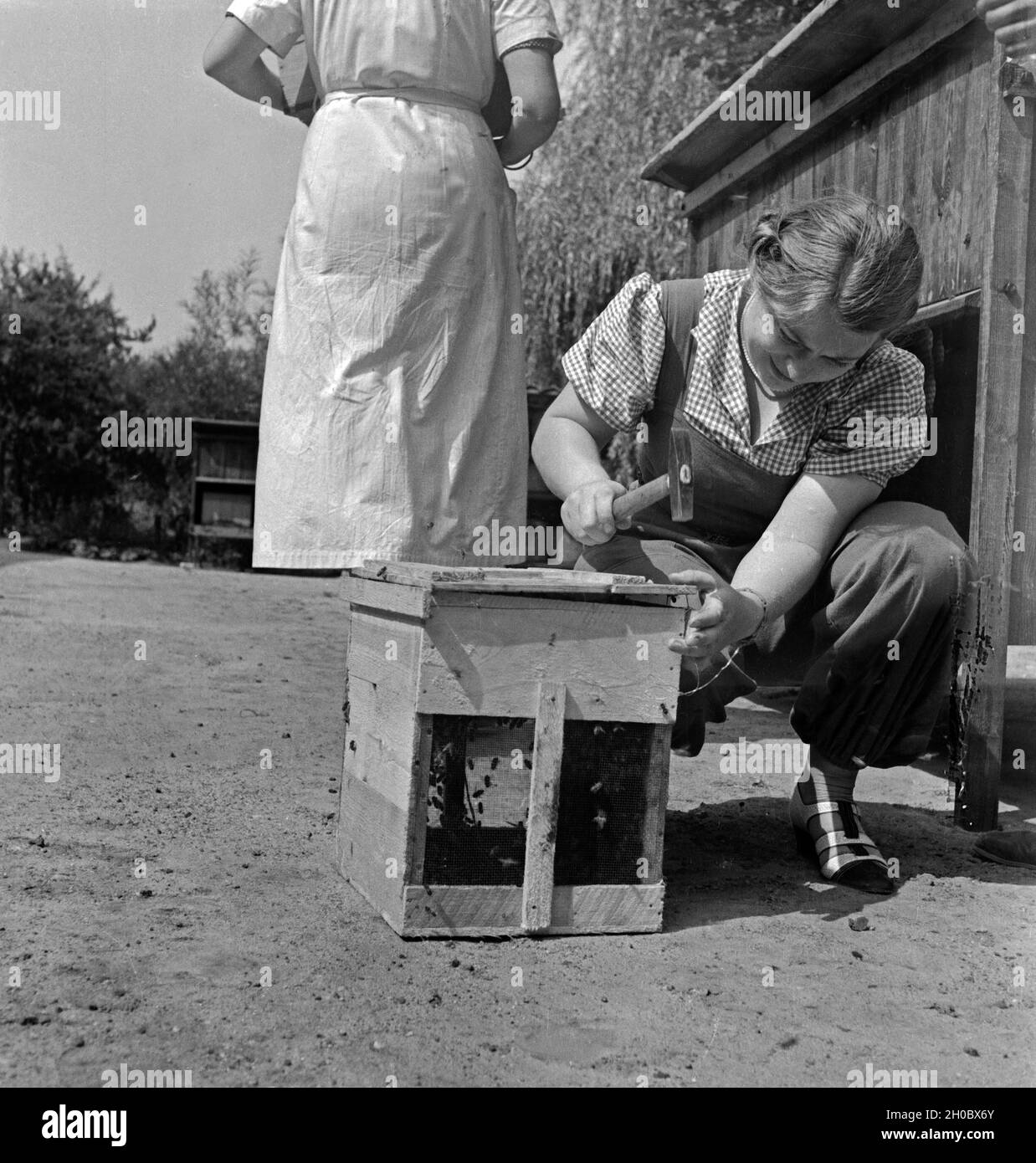 Miarbeiterinnen des Landesinstituts für Bienenforschung a Celle di Bulgheria beim Verschließen einzelner Bienenstöcke, Deutschland 1930er Jahre. Personale femminile membri del miele centro di ricerche apicole a Celle la chiusura di alcuni singoli alveari, Germania 1930s. Foto Stock