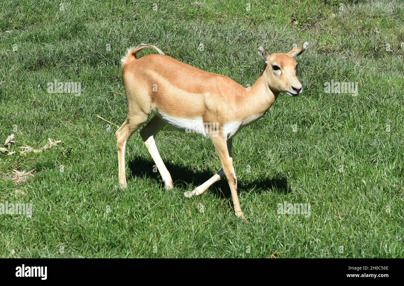 Hirschziegenantilope, Mammalia Ruminantia, ist eine Antipenart in Asien. L'antilope di capra del cervo, la Mammalia ruminantia, è una specie di antilope trovato io Foto Stock