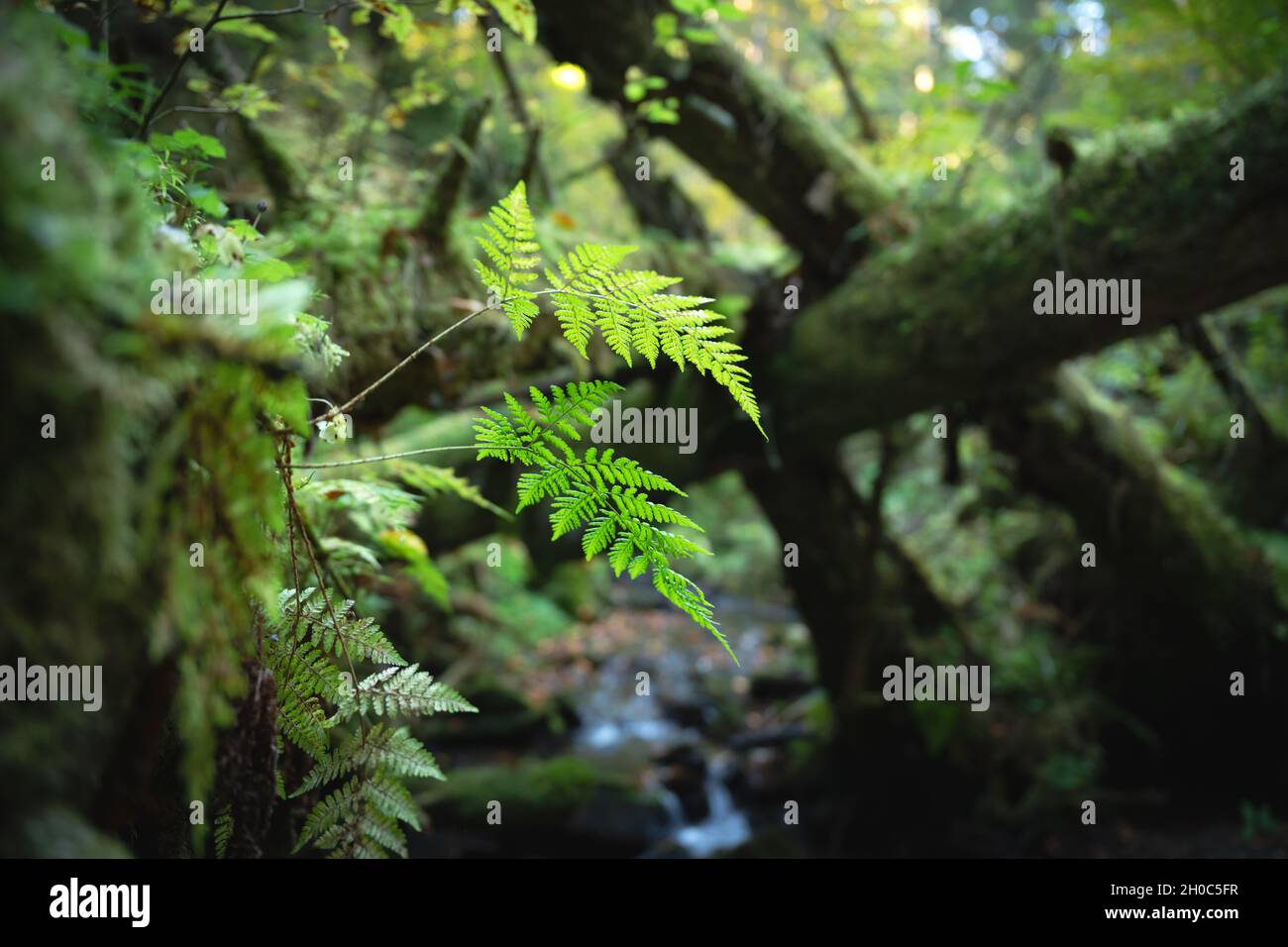 Foglie di felce verde su un vecchio albero con muschio in lussureggiante foresta closeup. Concetto di natura Foto Stock
