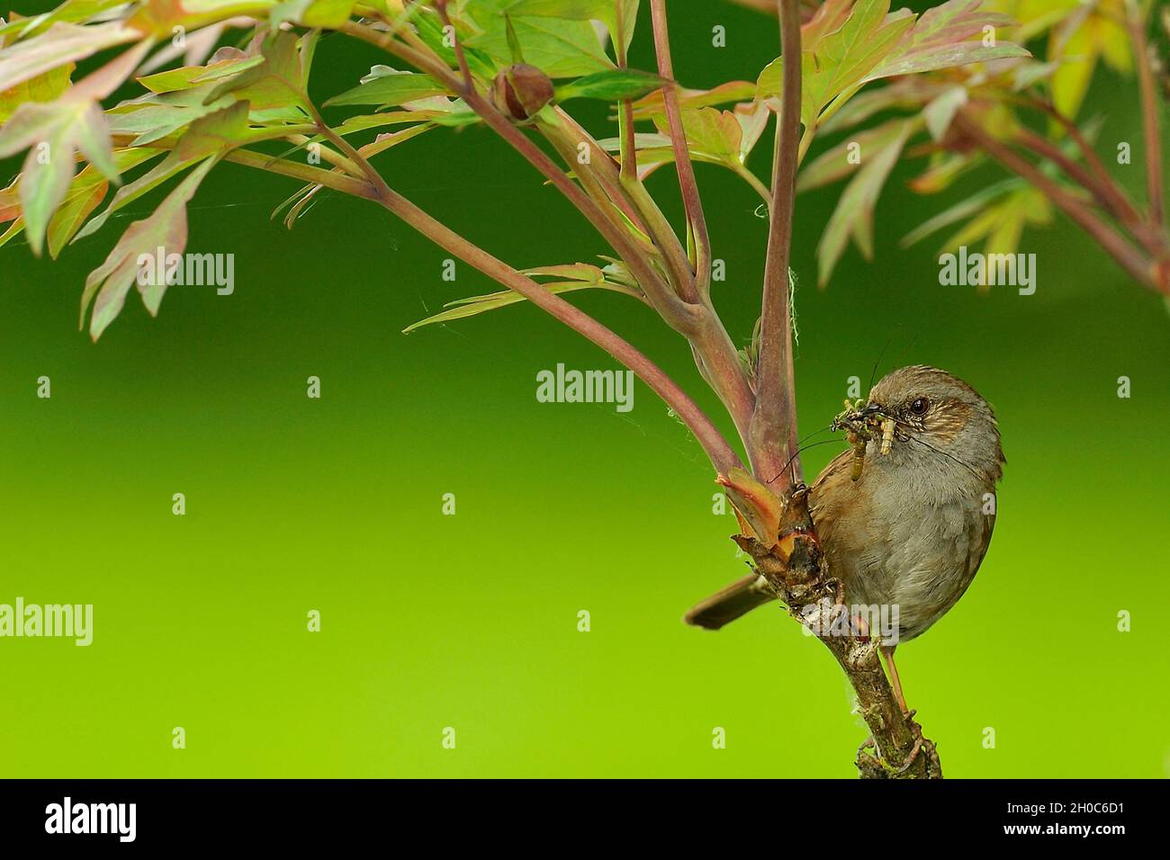 Dunnock (Prunella modularis) di ritorno al nido con preda per l'alimentazione, Francia Foto Stock