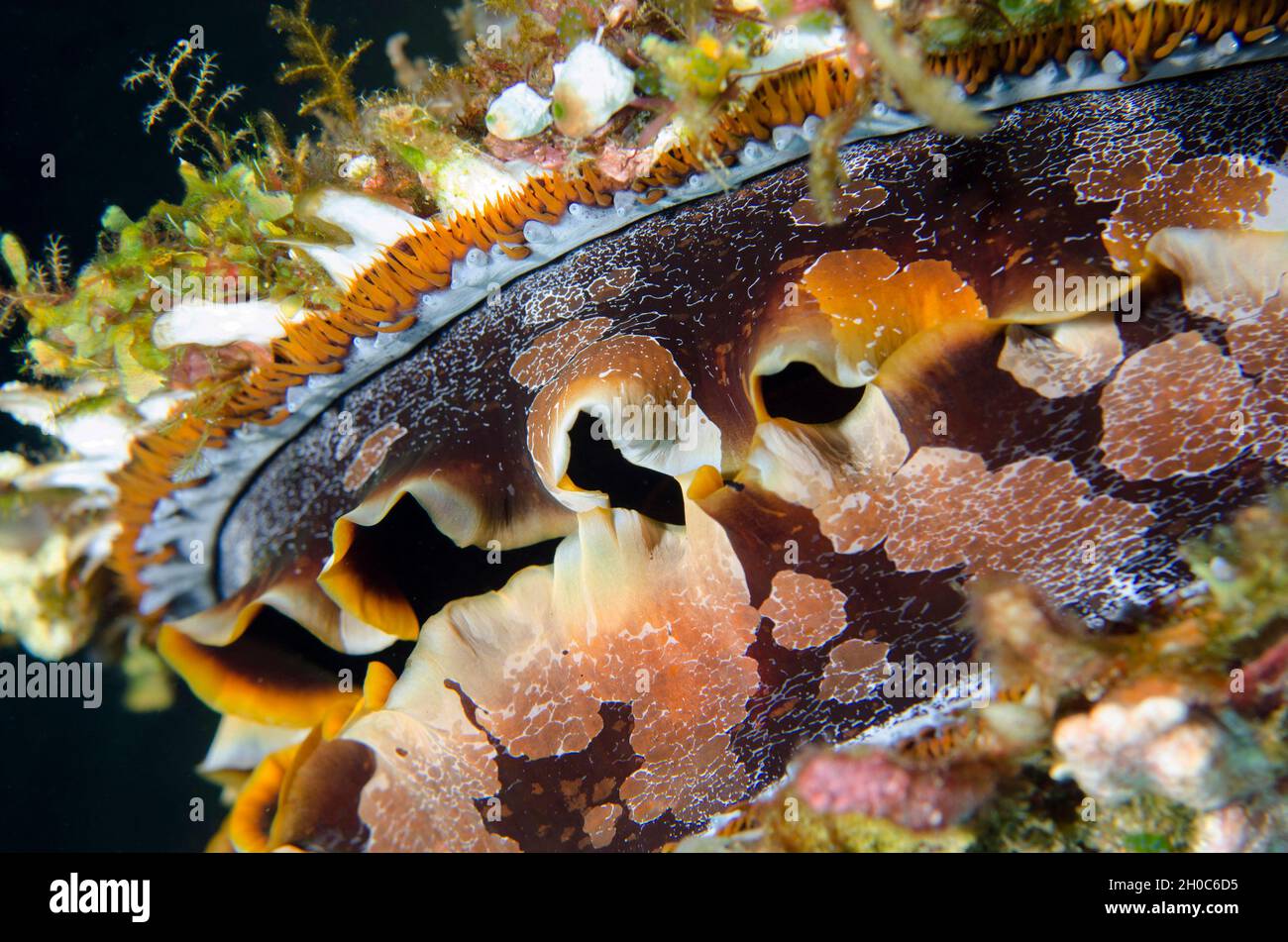 Ostrica variabile (Spondylus varians), sito di immersione Liberty Wreck, Tulamben, Regency Karangasem, Bali, Indonesia, Oceano Indiano Foto Stock