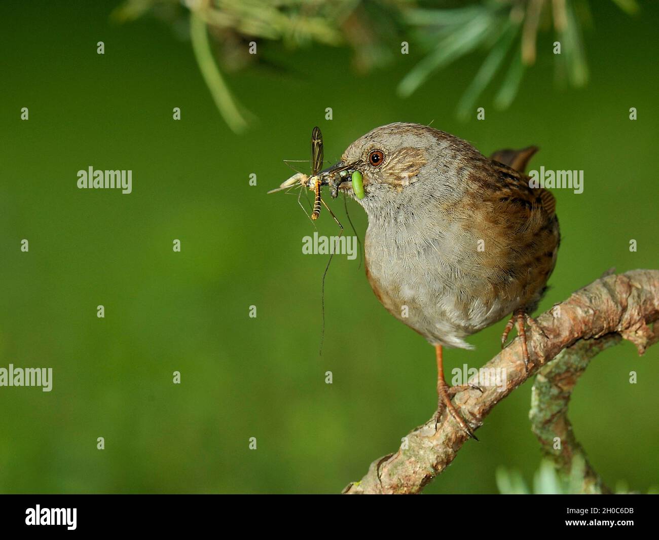Dunnock (Prunella modularis) di ritorno al nido con preda per l'alimentazione, Francia Foto Stock