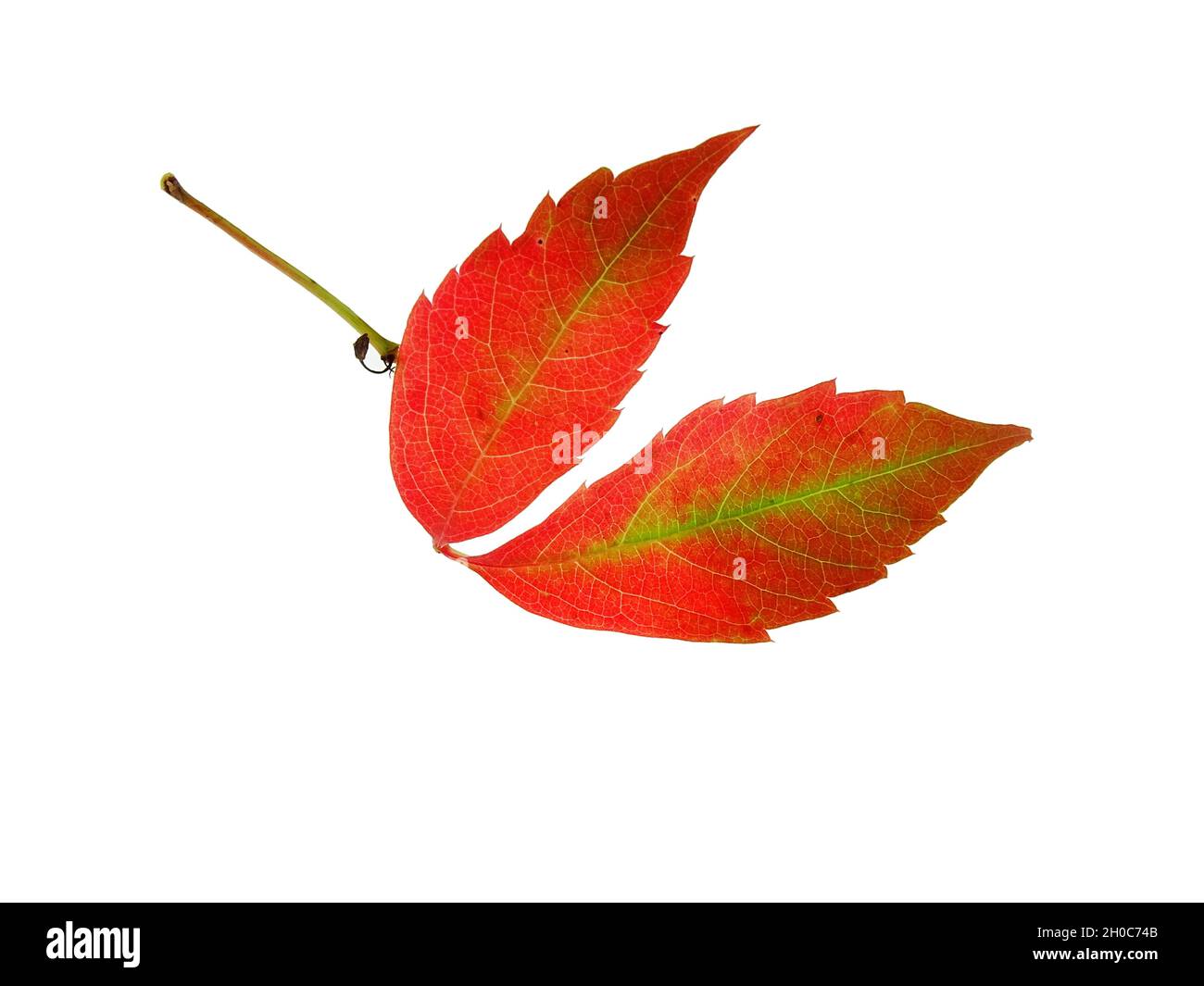 Primo piano di due foglie autunnali del super riduttore Virginia, con i colori giallo, rosso, verde, arancione, isolato su sfondo bianco Foto Stock