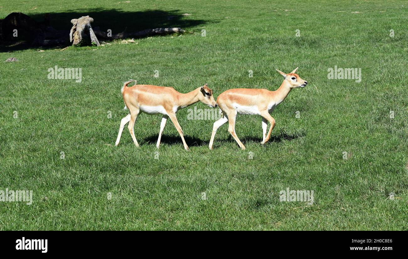Hirschziegenantilope, Mammalia Ruminantia, ist eine Antipenart in Asien. L'antilope di capra del cervo, la Mammalia ruminantia, è una specie di antilope trovato io Foto Stock