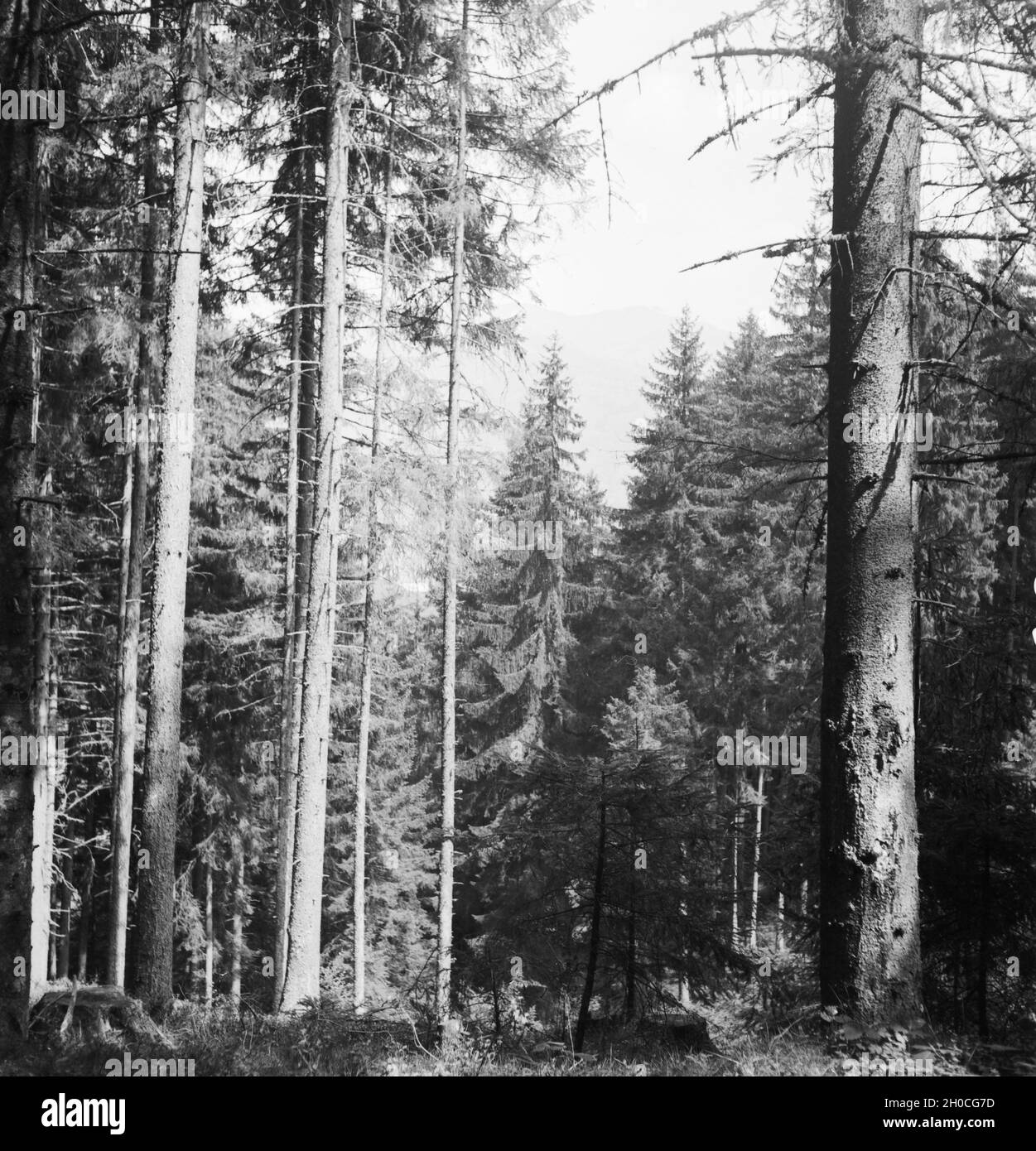 Ein Ausflug zum Schwarzsee bei Kitzbühel in Tirolo, Deutsches Reich 1930er Jahre. Una gita al lago Schwarzsee vicino a Kitzbühel in Tirolo, Germania 1930s. Foto Stock