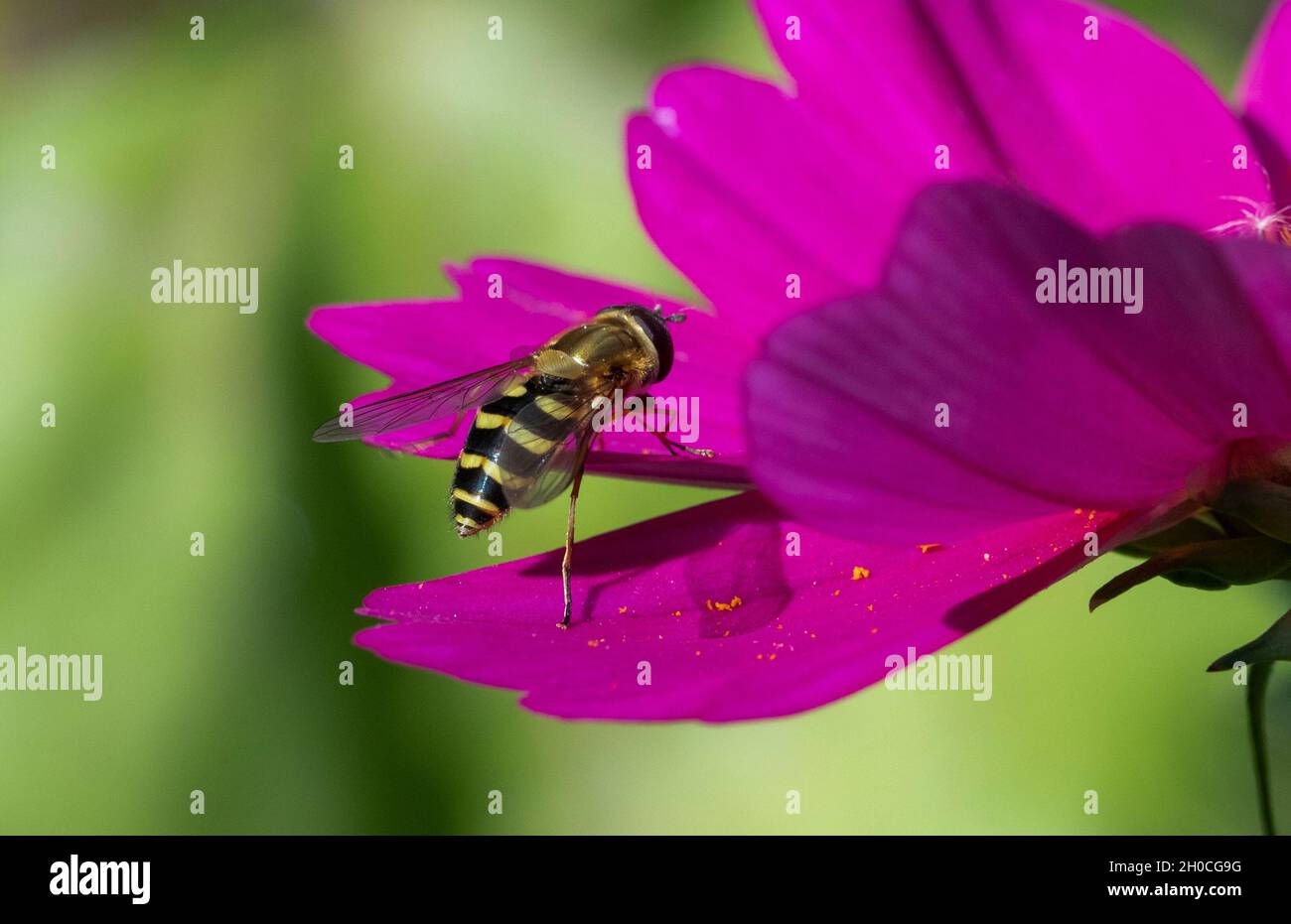 Syrphus hoverfly sul fiore rosa Cosmos Foto Stock