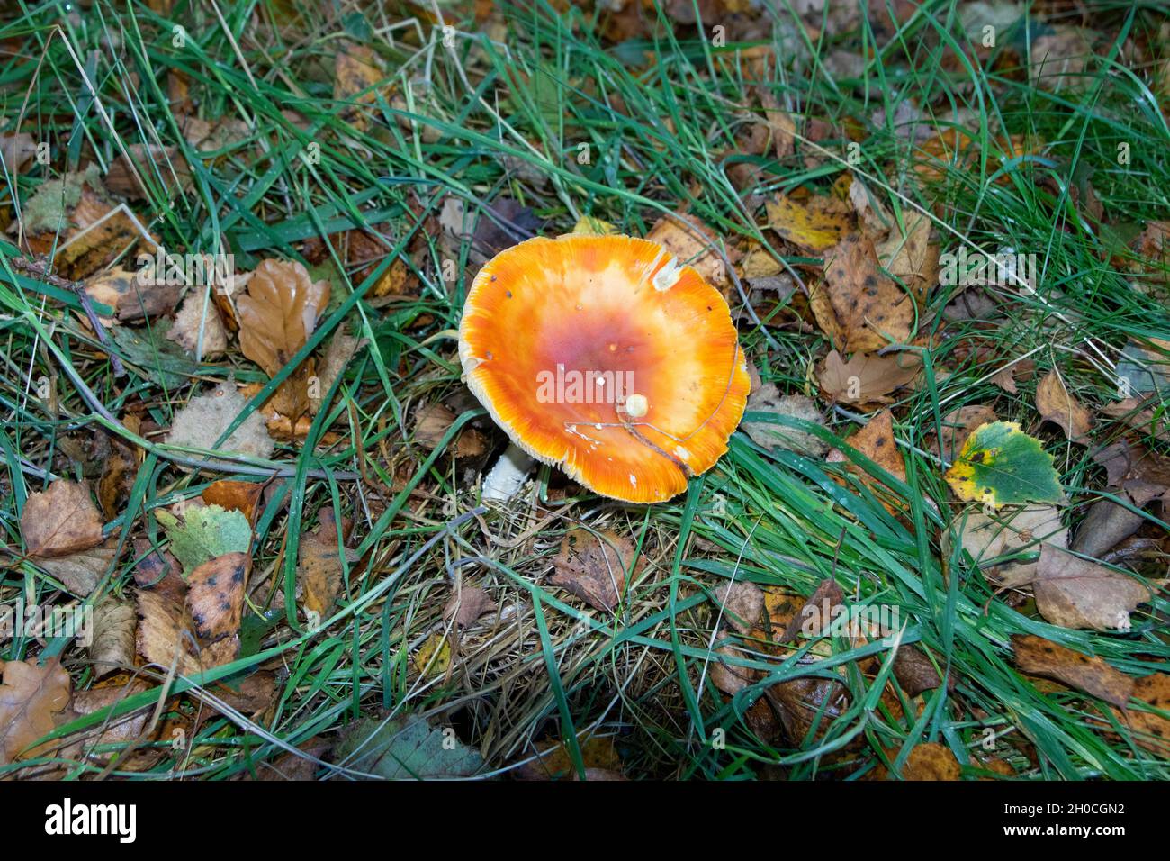 Funghi arancioni in erba Foto Stock