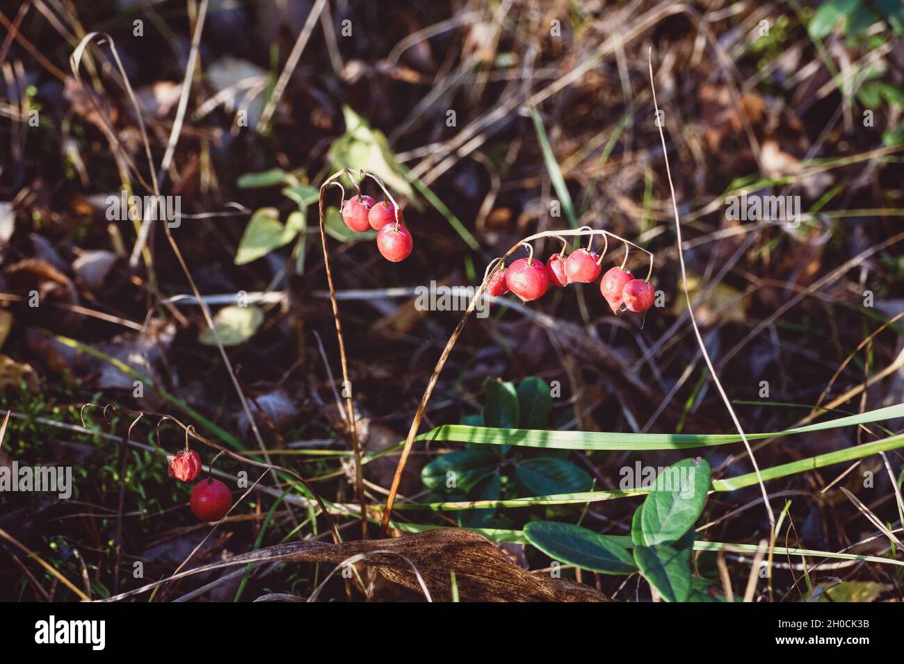 Bacche rosse di giglio di maggio in autunno Foto Stock