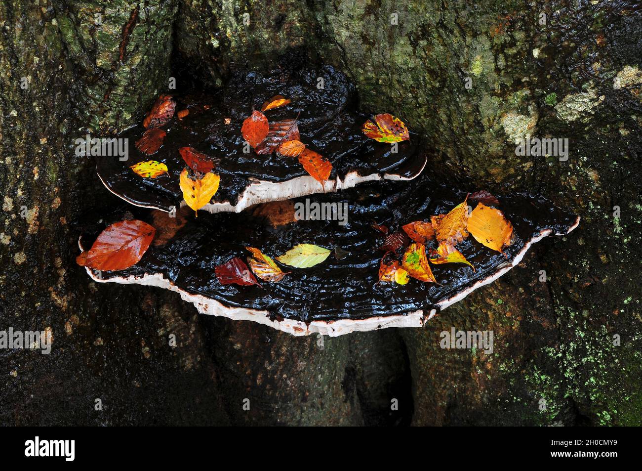 Fungo della staffa meridionale su tronco di faggio maturo. New Forest, Hampshire, Regno Unito. Novembre 2015 Foto Stock