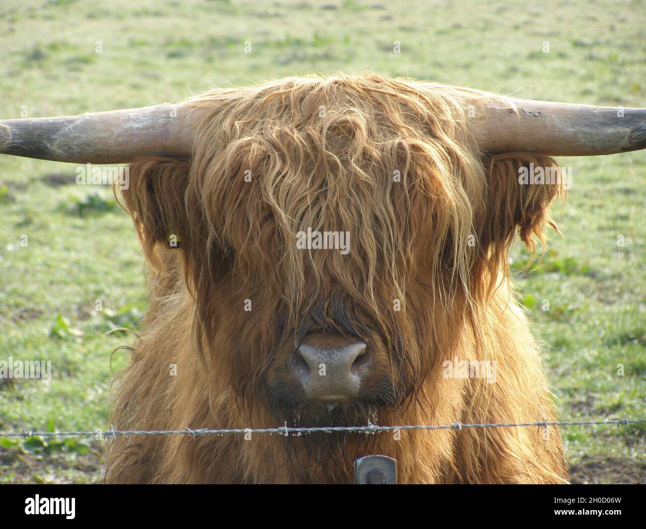 Primo piano della testa di un altopiano scozzese (Bos taurus var.Highland) con l'erba sullo sfondo Foto Stock