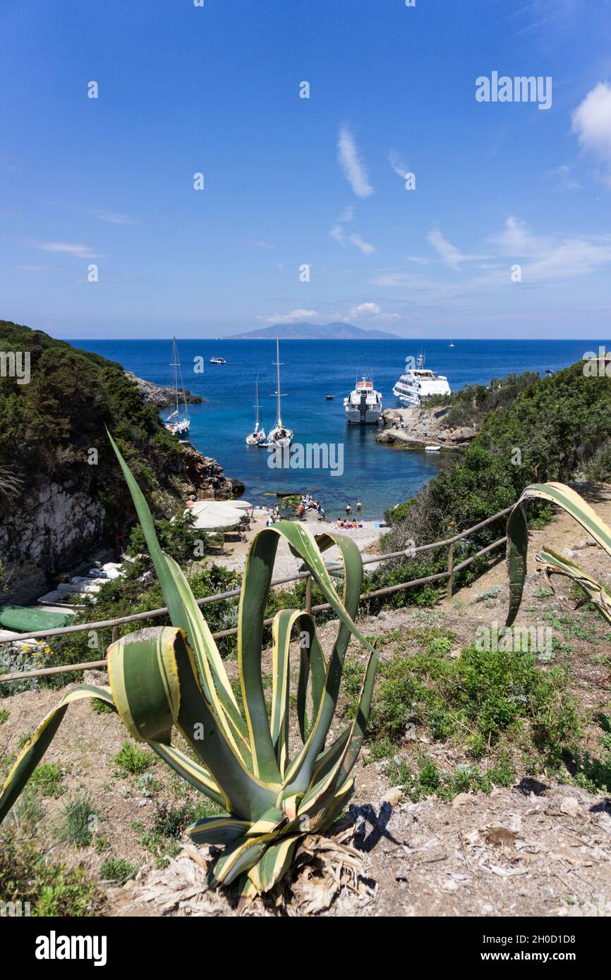 Arcipelago toscano, Cala Maestra, Isola di Giannutri, Toscana, Italia, Europa Foto Stock