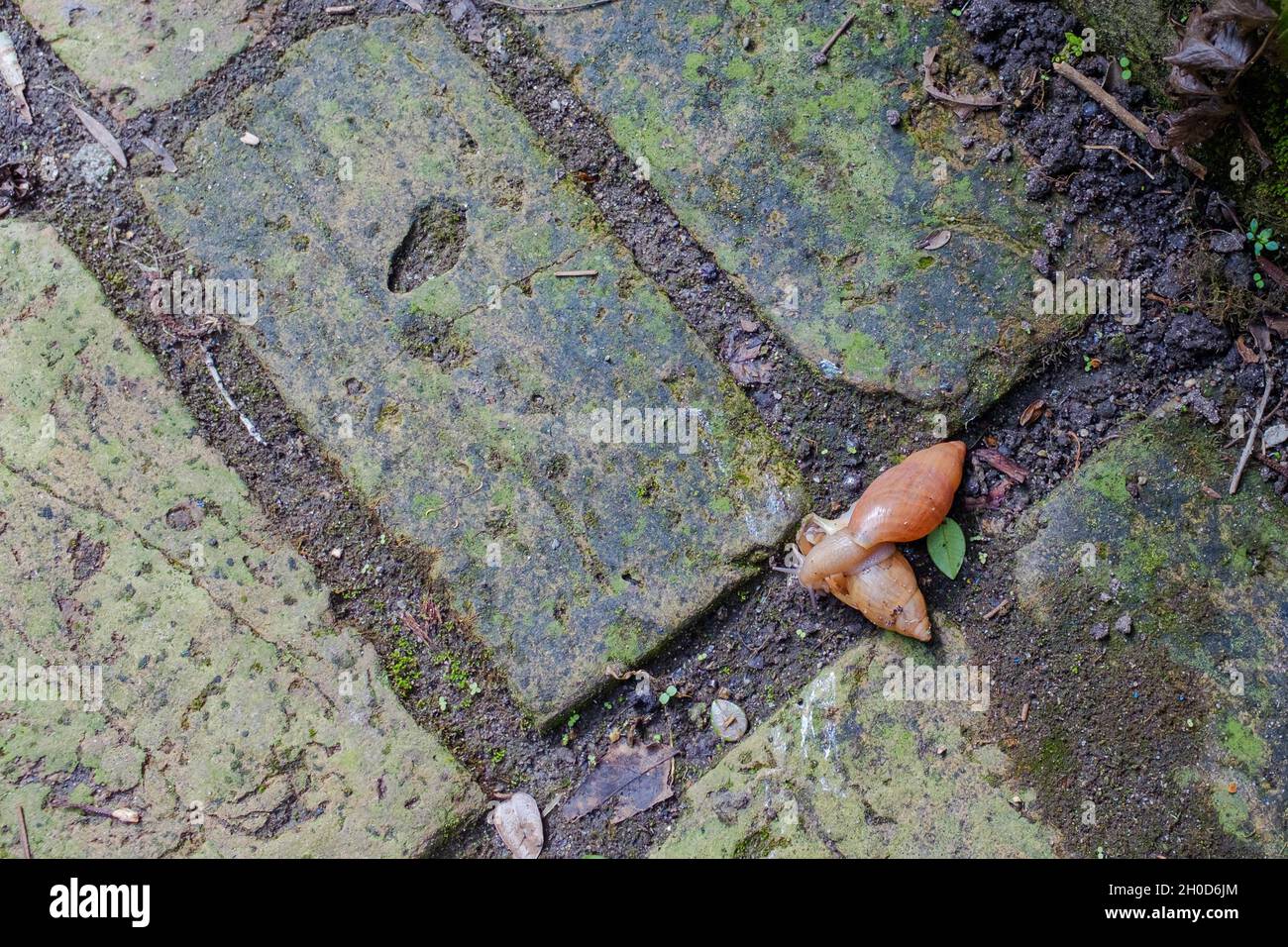 Coppia di lumache terrestri di accoppiamento in giardino domestico Foto Stock