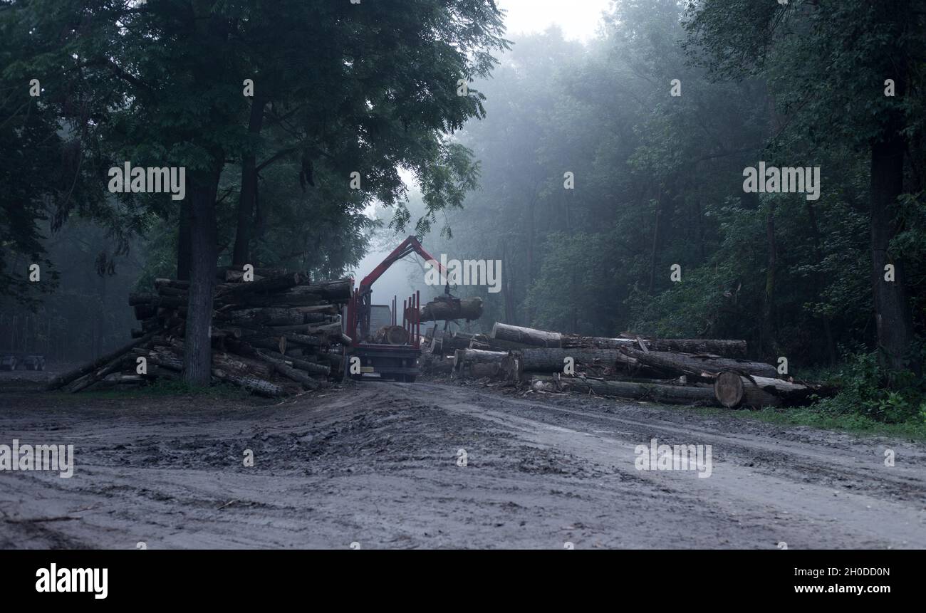 Camion di carico grandi tronchi nella foresta al mattino con nebbia Foto Stock