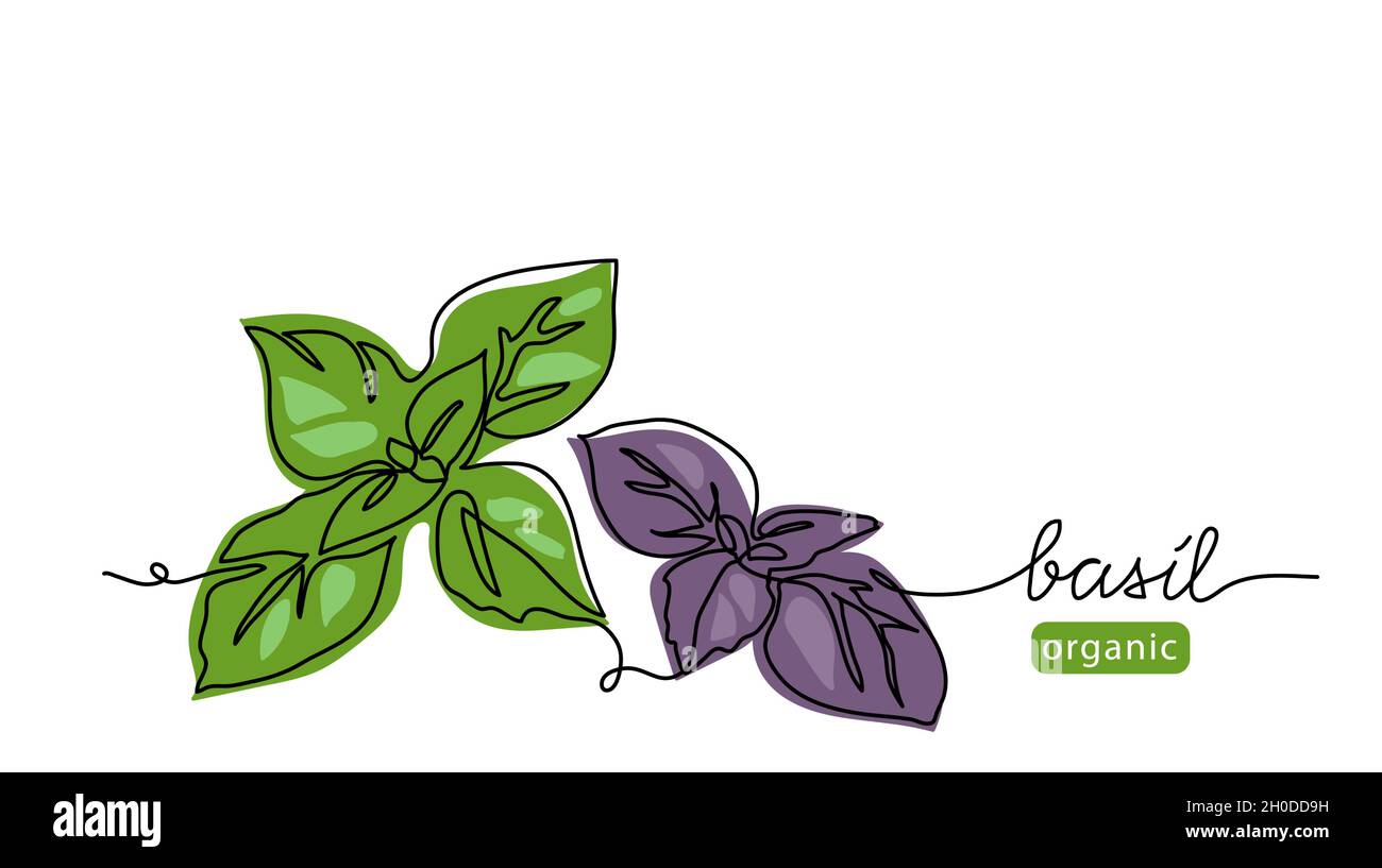 Il basilico lascia un semplice disegno vettoriale. Un'illustrazione grafica a linea continua per lo sfondo o il disegno dell'etichetta del pesto con il basilico della scritta Illustrazione Vettoriale