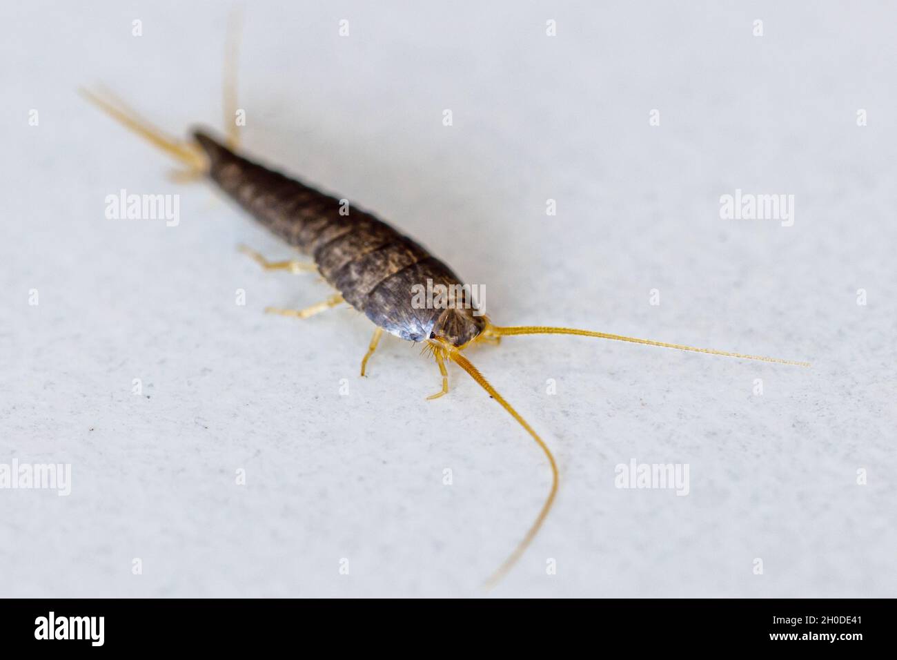 Un argentiere o un bookworm su sfondo bianco Foto Stock