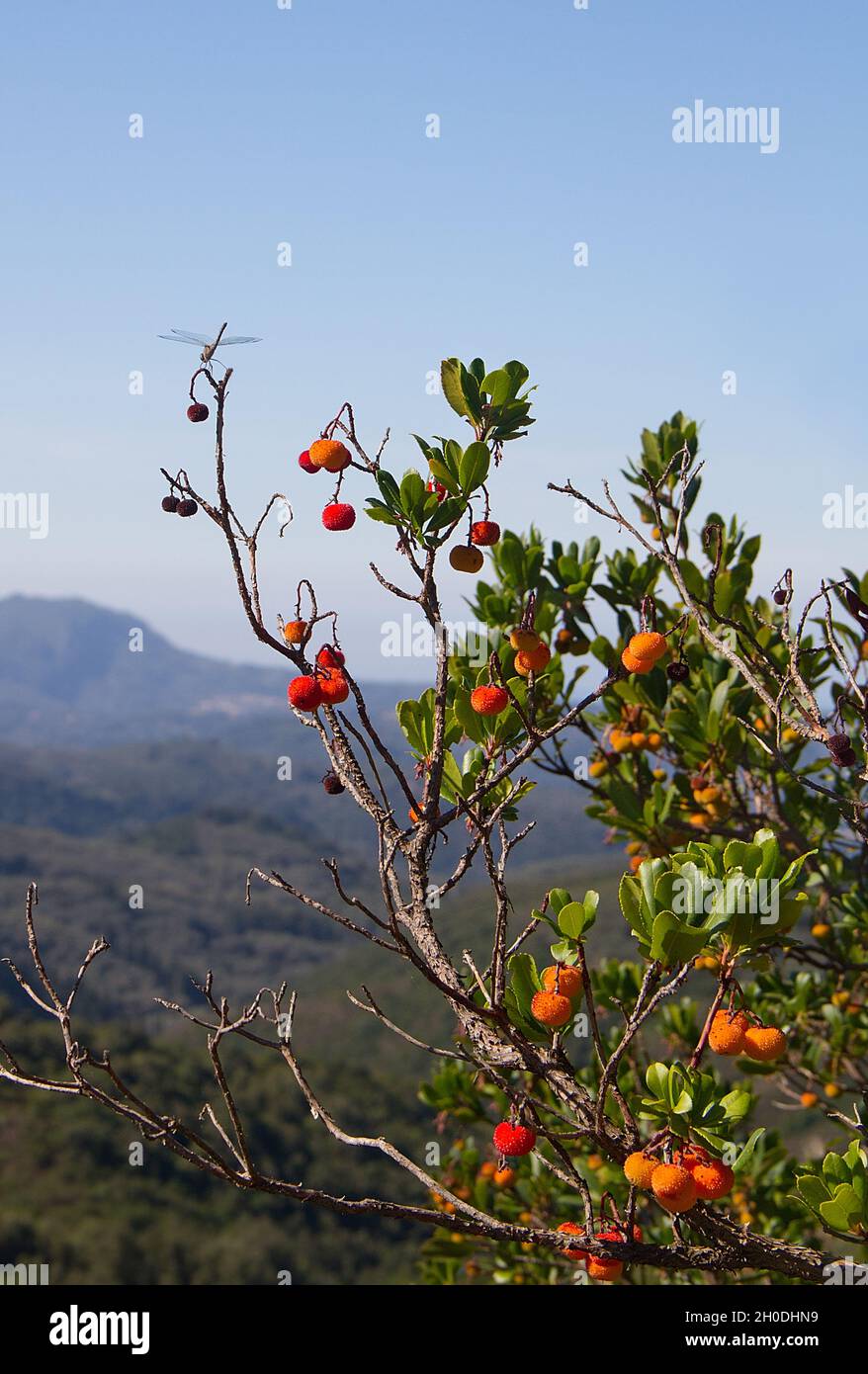 Frutta matura e quasi matura su un albero di fragole in un paesaggio greco Foto Stock
