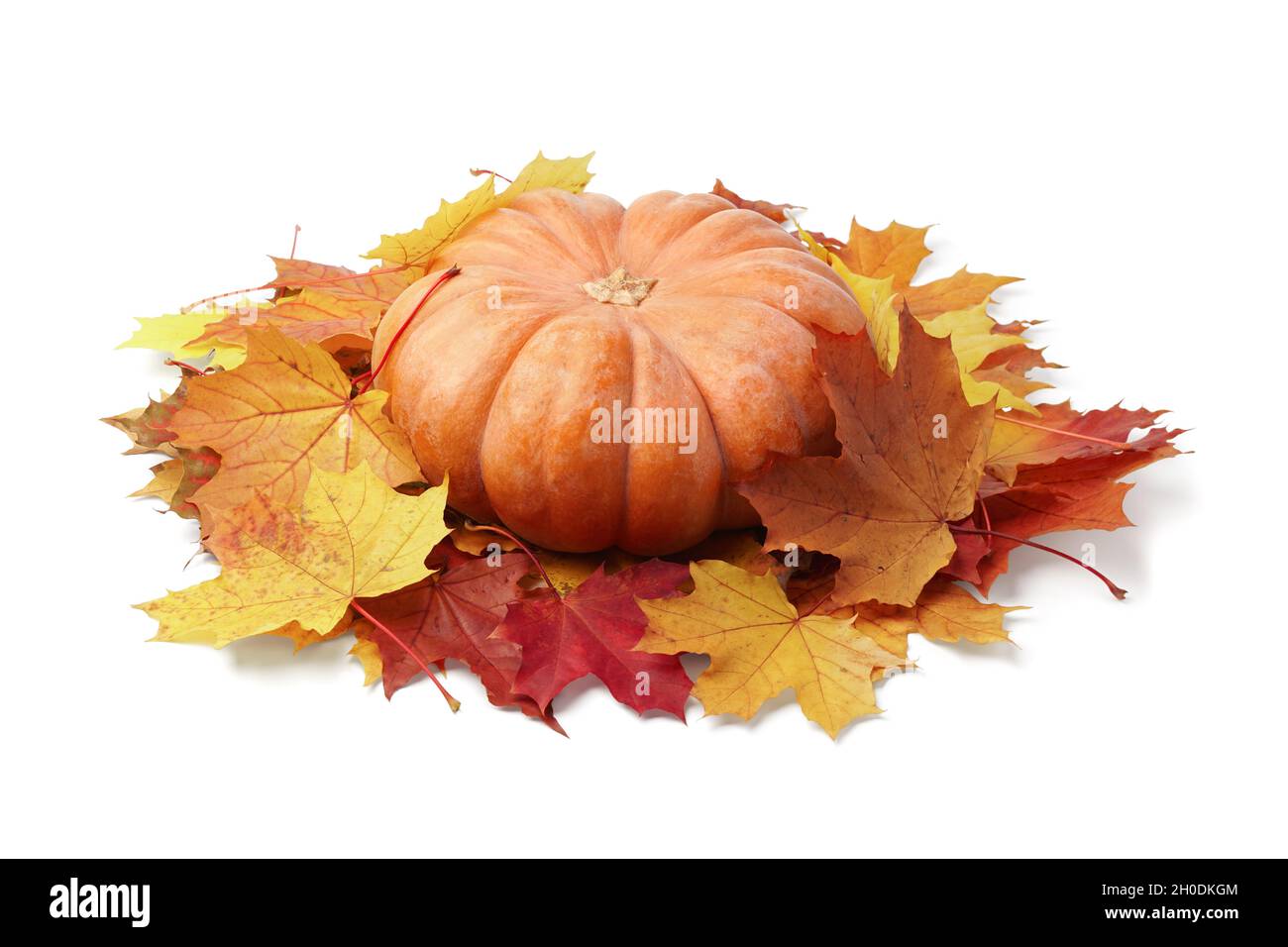 Zucca matura sulle foglie d'acero cadute in autunno isolate sul bianco Foto Stock