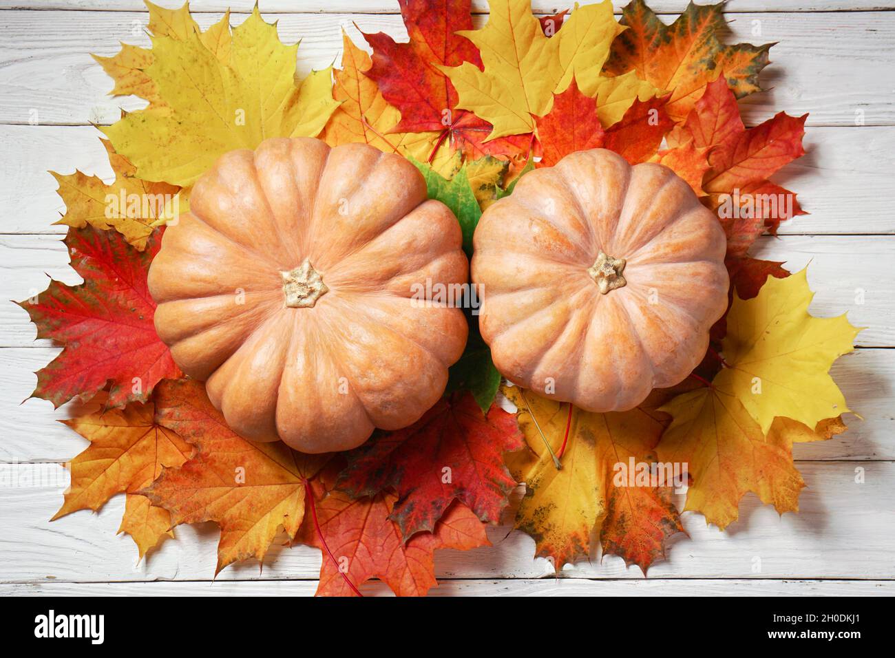 Zucche sulle foglie d'acero cadute sulle tavole di legno bianche. Foto Stock