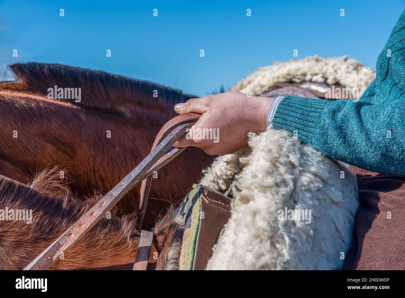 Gaucho argentino a cavallo, tenendo le redini Foto Stock