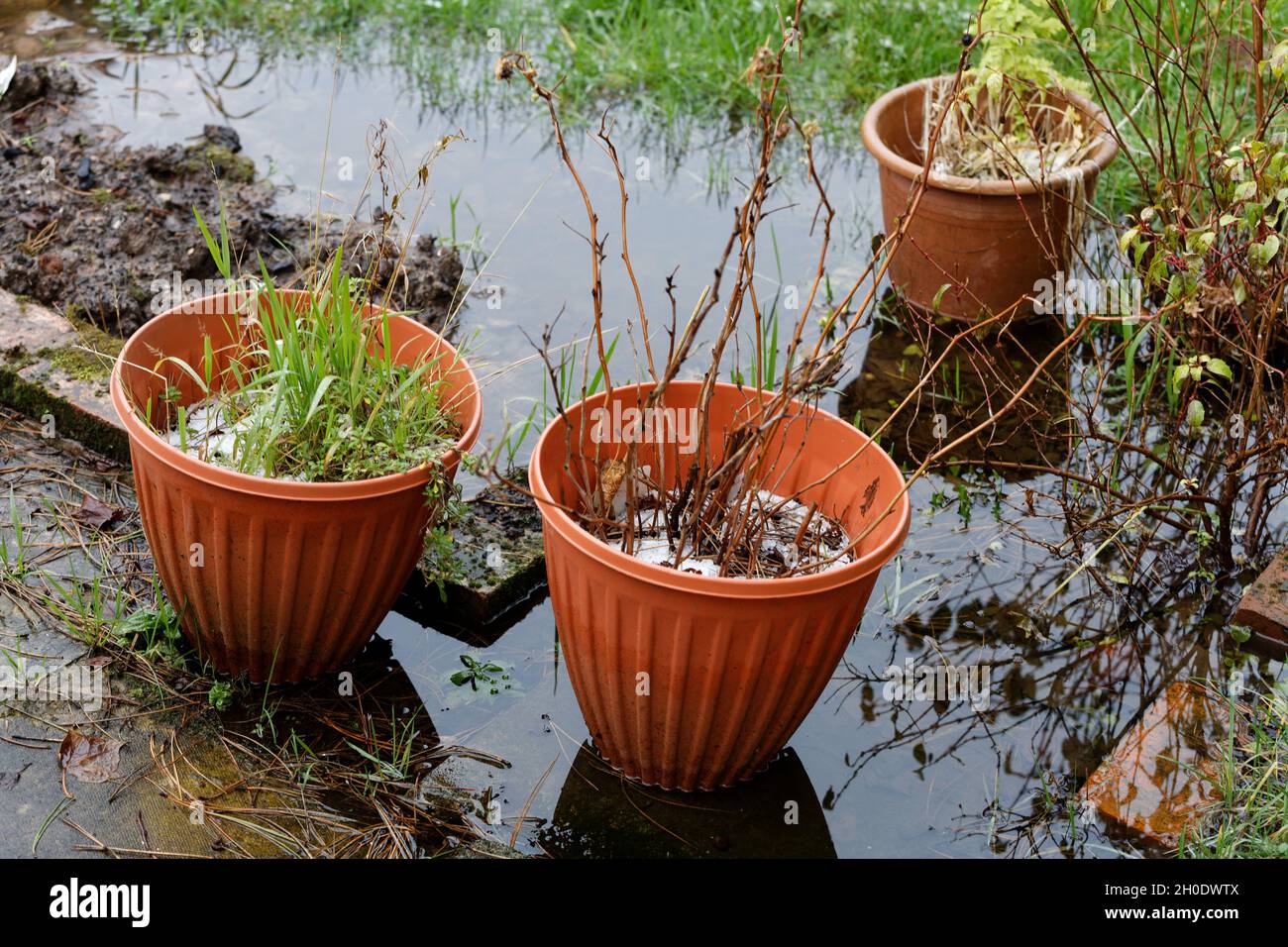 Inondazione in un giardino britannico Foto Stock