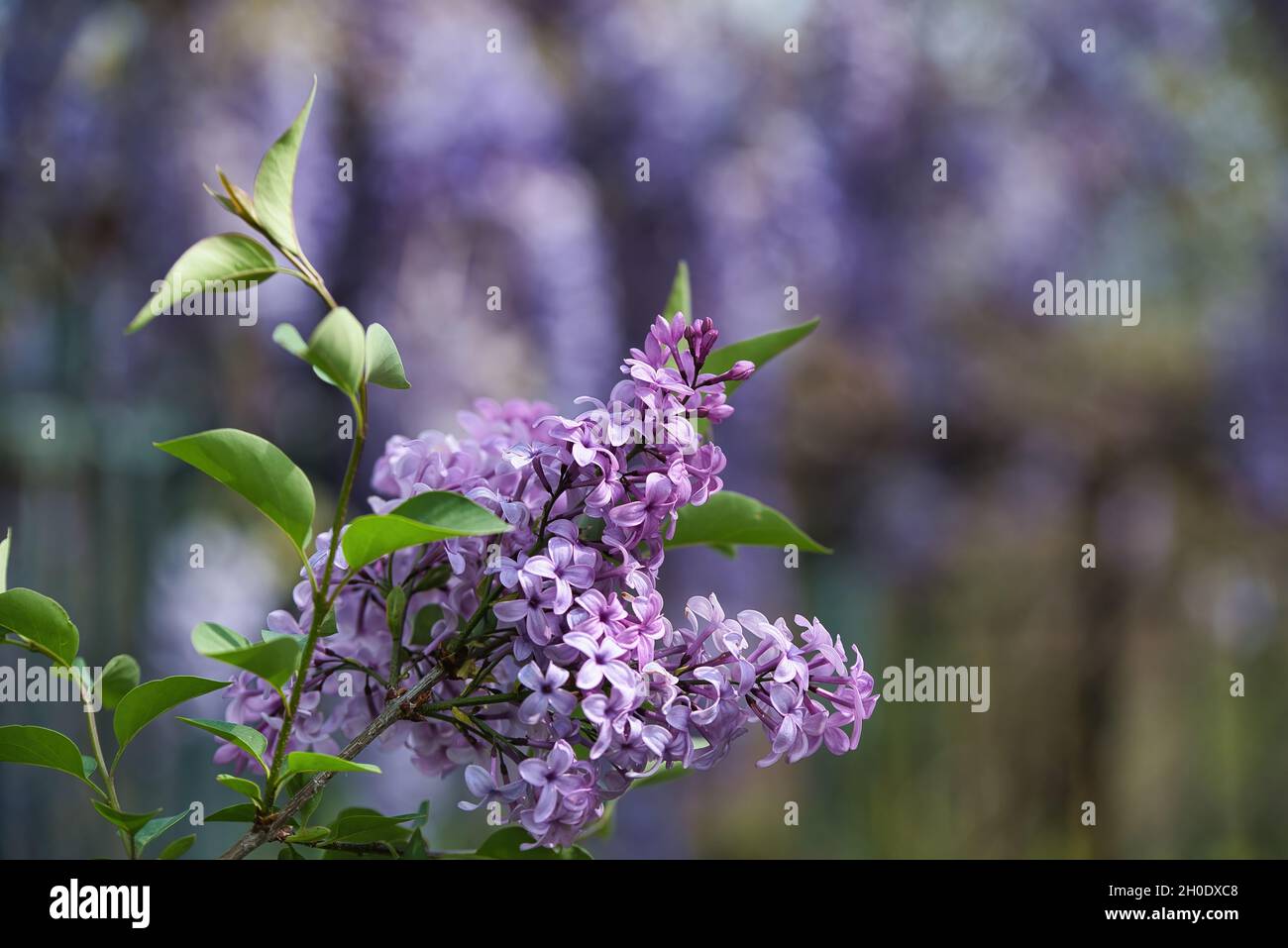 Syringa vulgari, Lilacs, sono arbusti da giardino classici e piccoli alberi recanti panicles di fragrante, Foto Stock